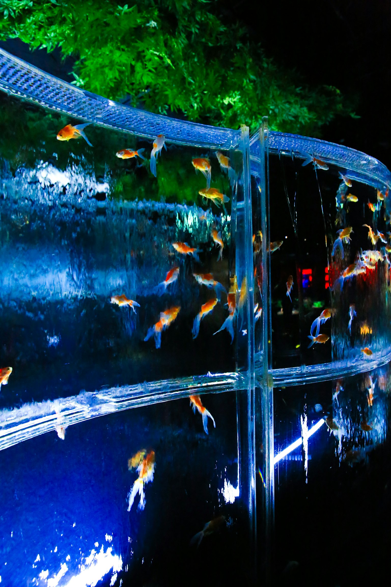 Transparentes Aquarium mit bunten Fischen vor dunklem Hintergrund