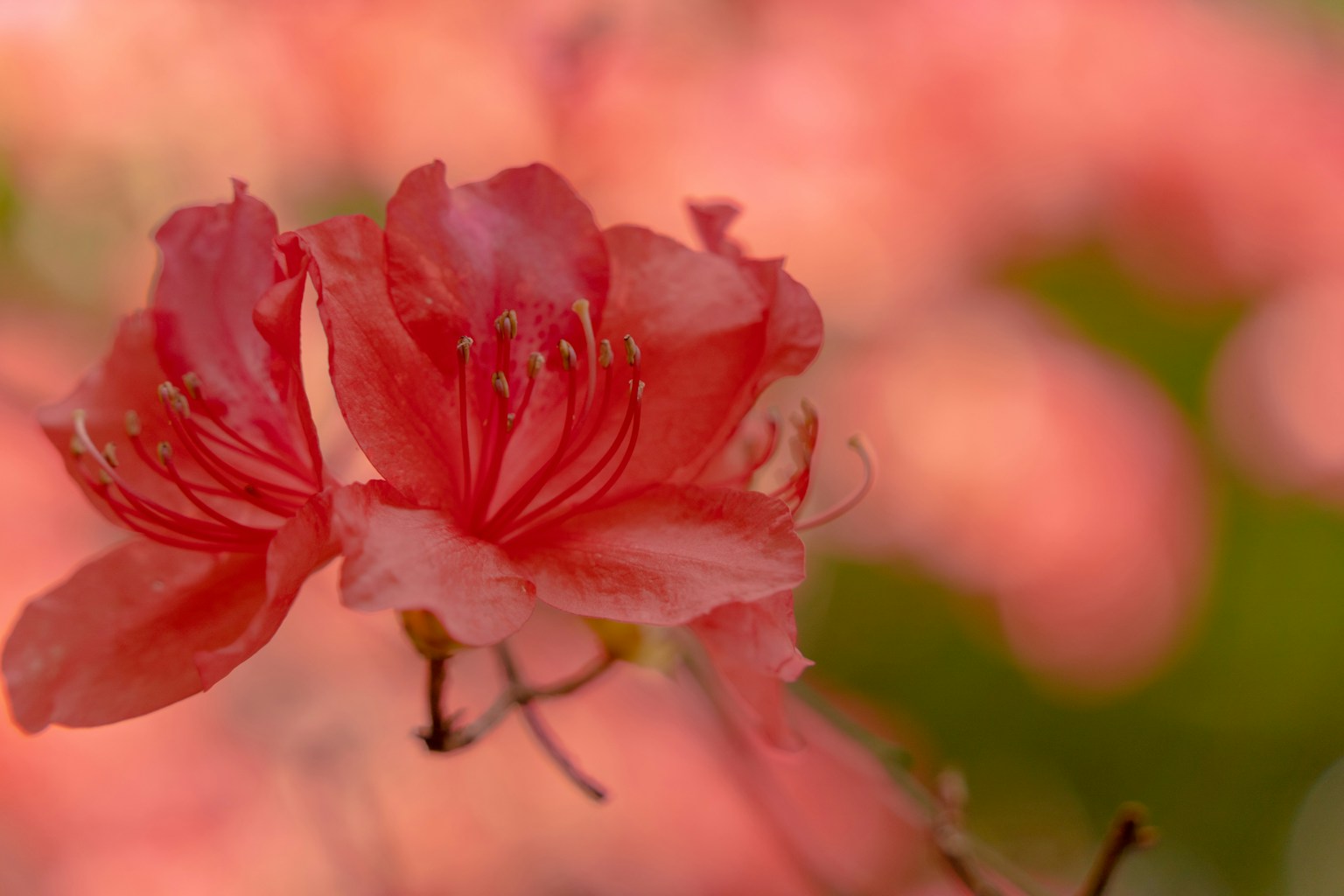 Vibrant pink azalea flowers with soft focus background