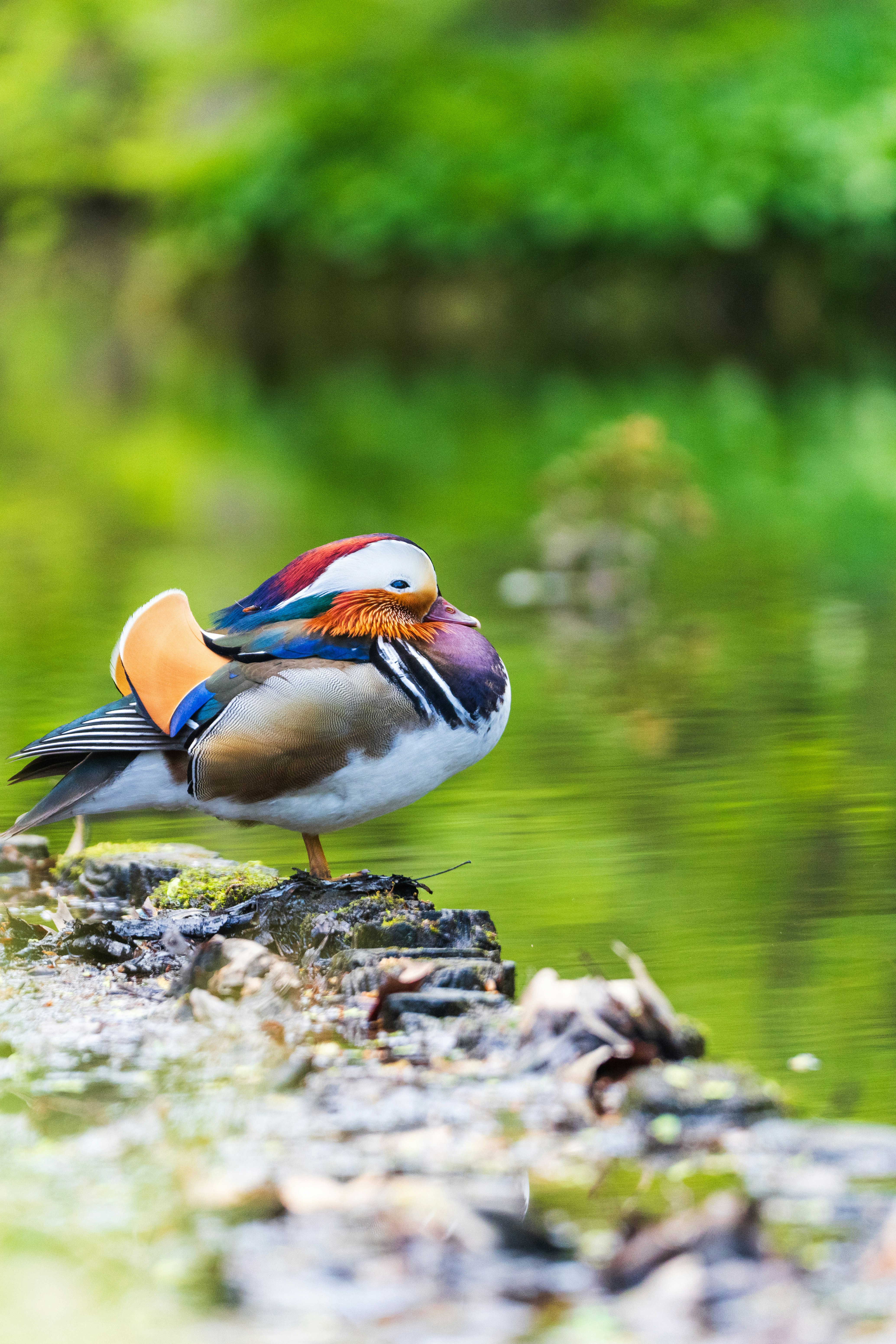 水辺の岩にとまるカラフルな鳥