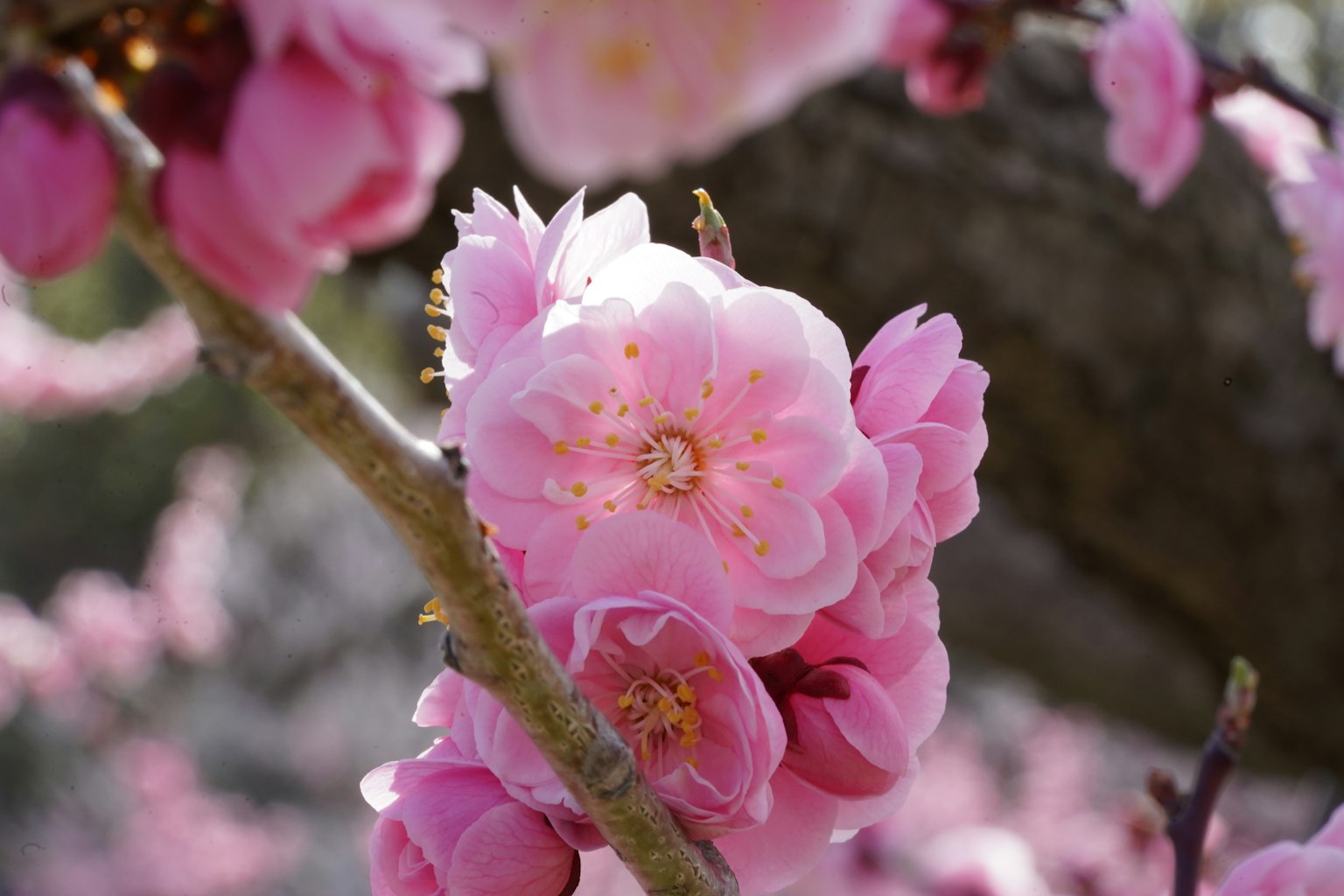 Nahaufnahme von blühenden Kirschblüten mit zarten rosa Blütenblättern
