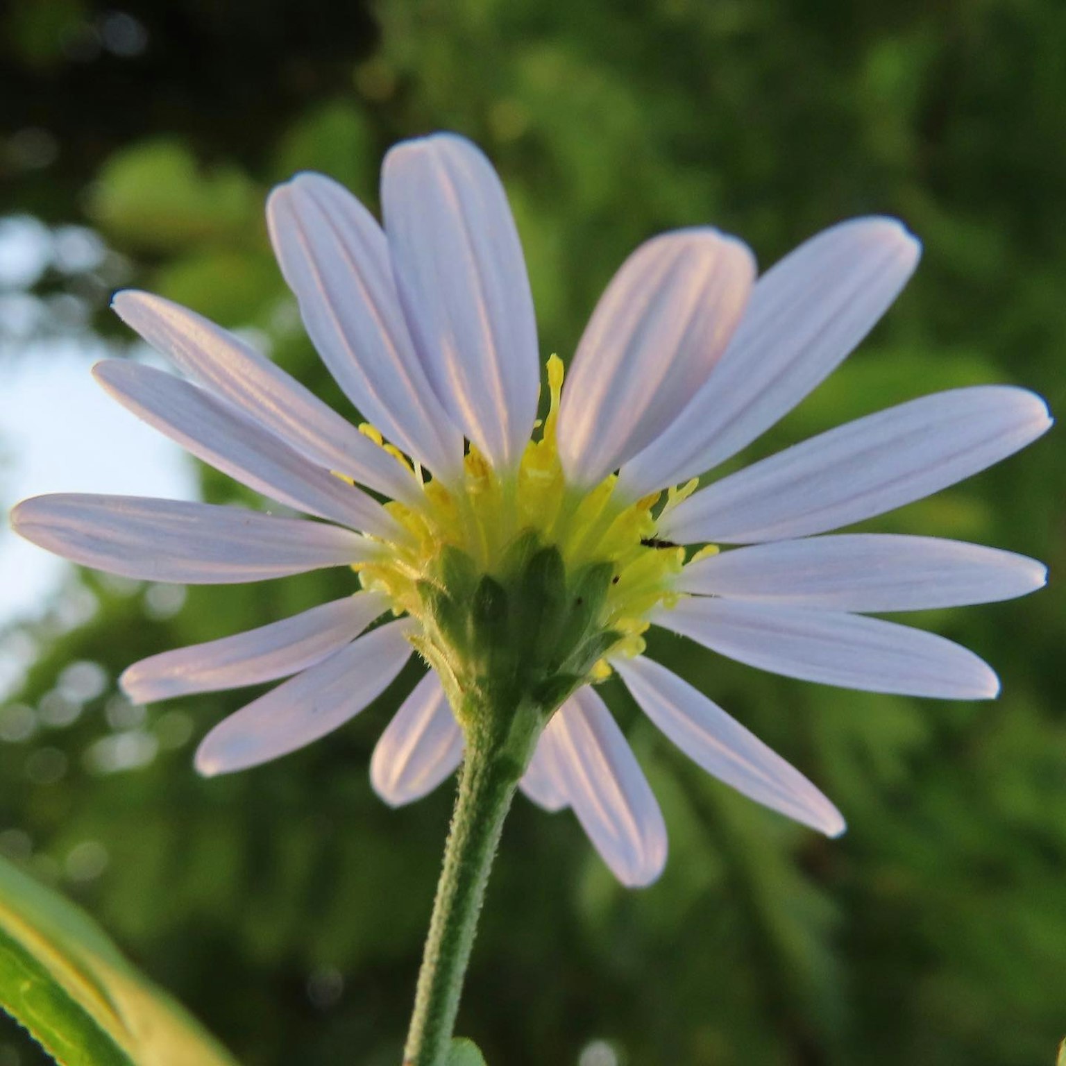 Nahaufnahme einer Blume mit blassen lila Blütenblättern und einem gelben Zentrum vor grünem Hintergrund