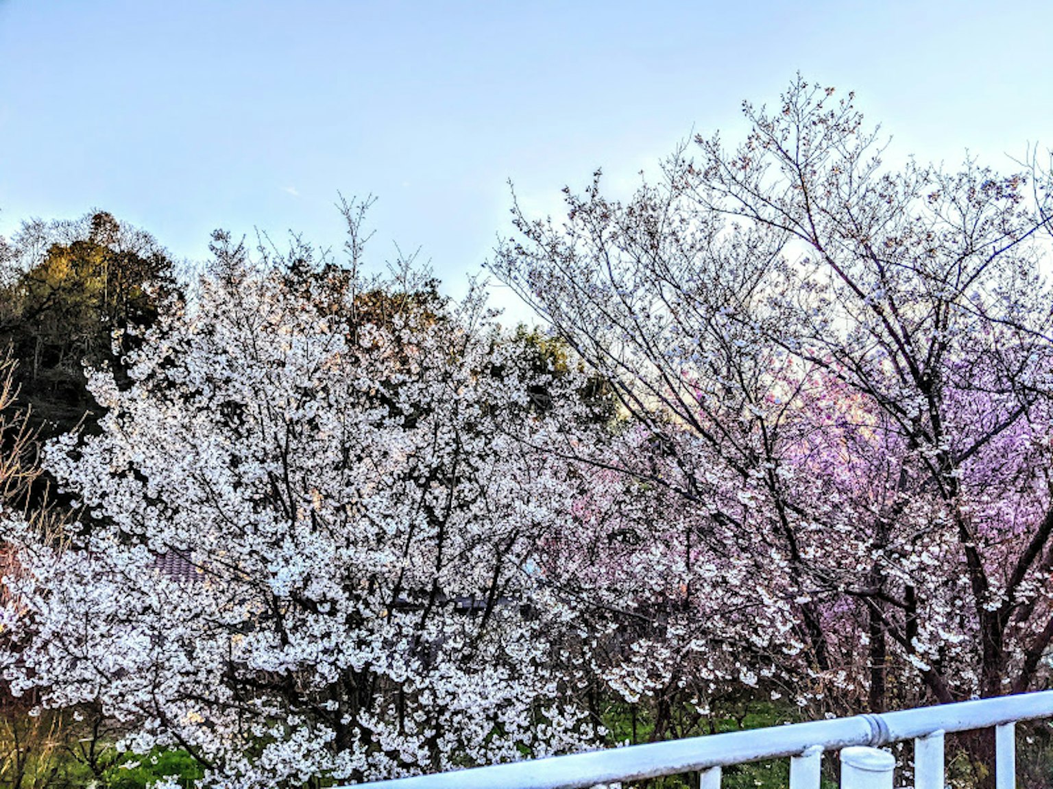 Cherry blossom trees in bloom with a clear blue sky