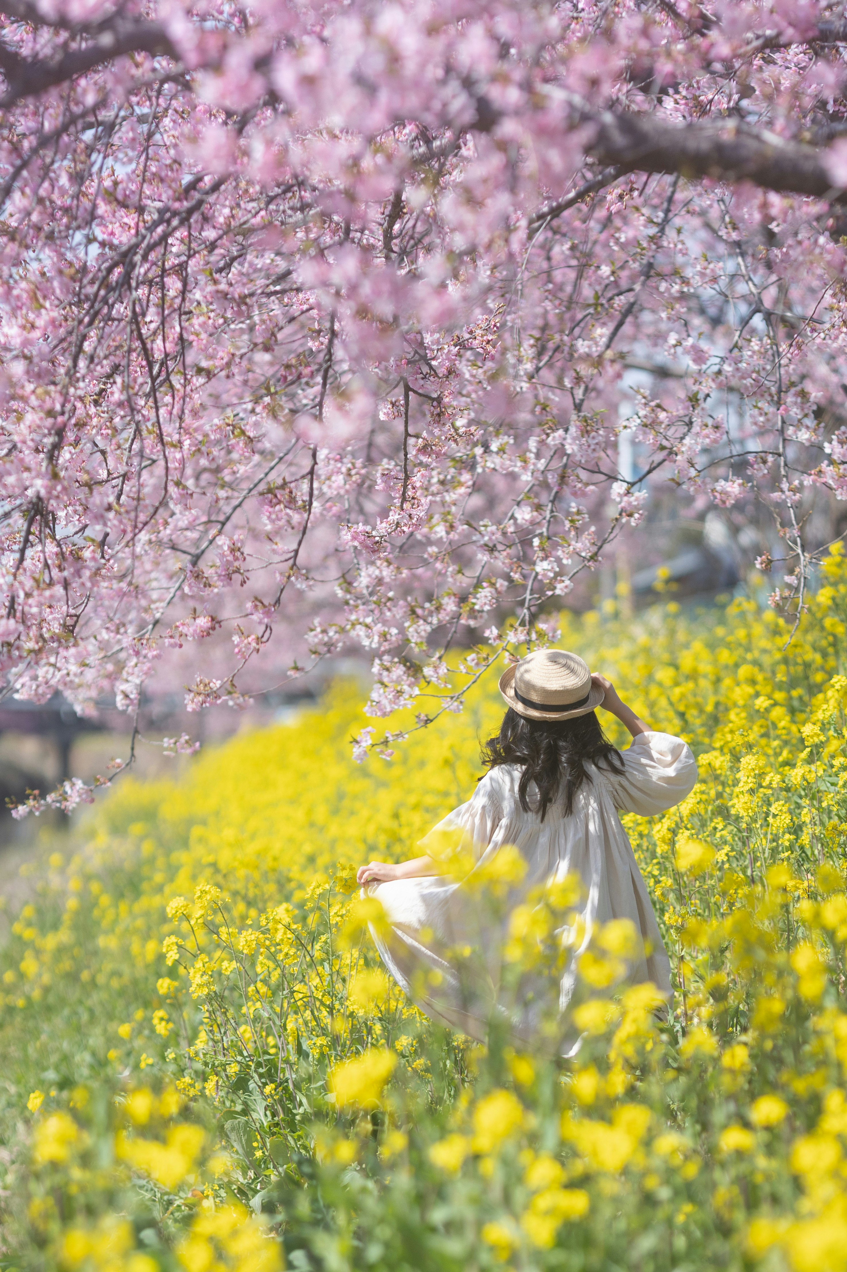 菜の花畑で咲く桜の花と麦わら帽子の人物