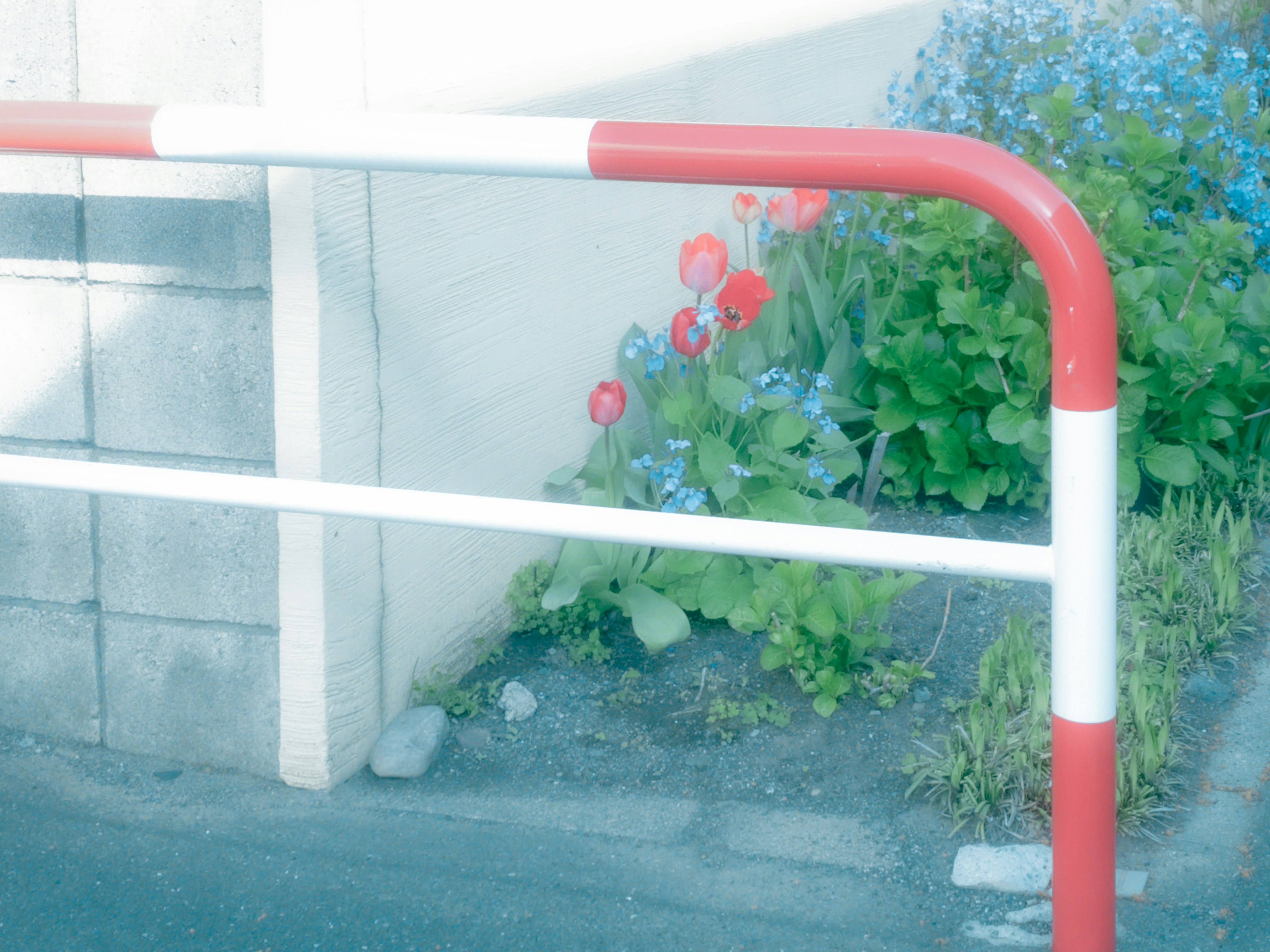 赤い手すりのそばに咲く花と緑の植栽のある壁際