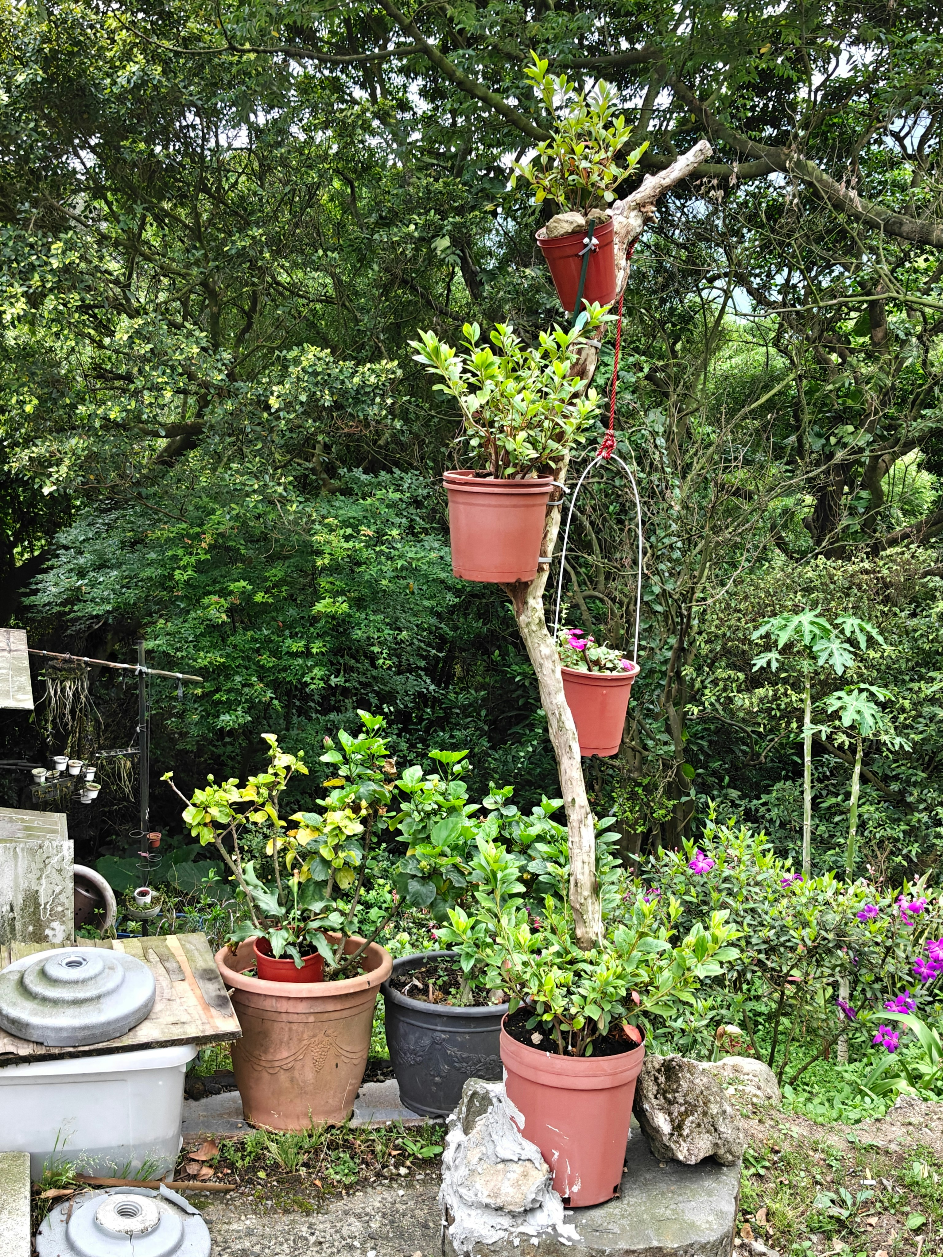 陽明山公園内の店先に吊るされた鉢植えと植物
