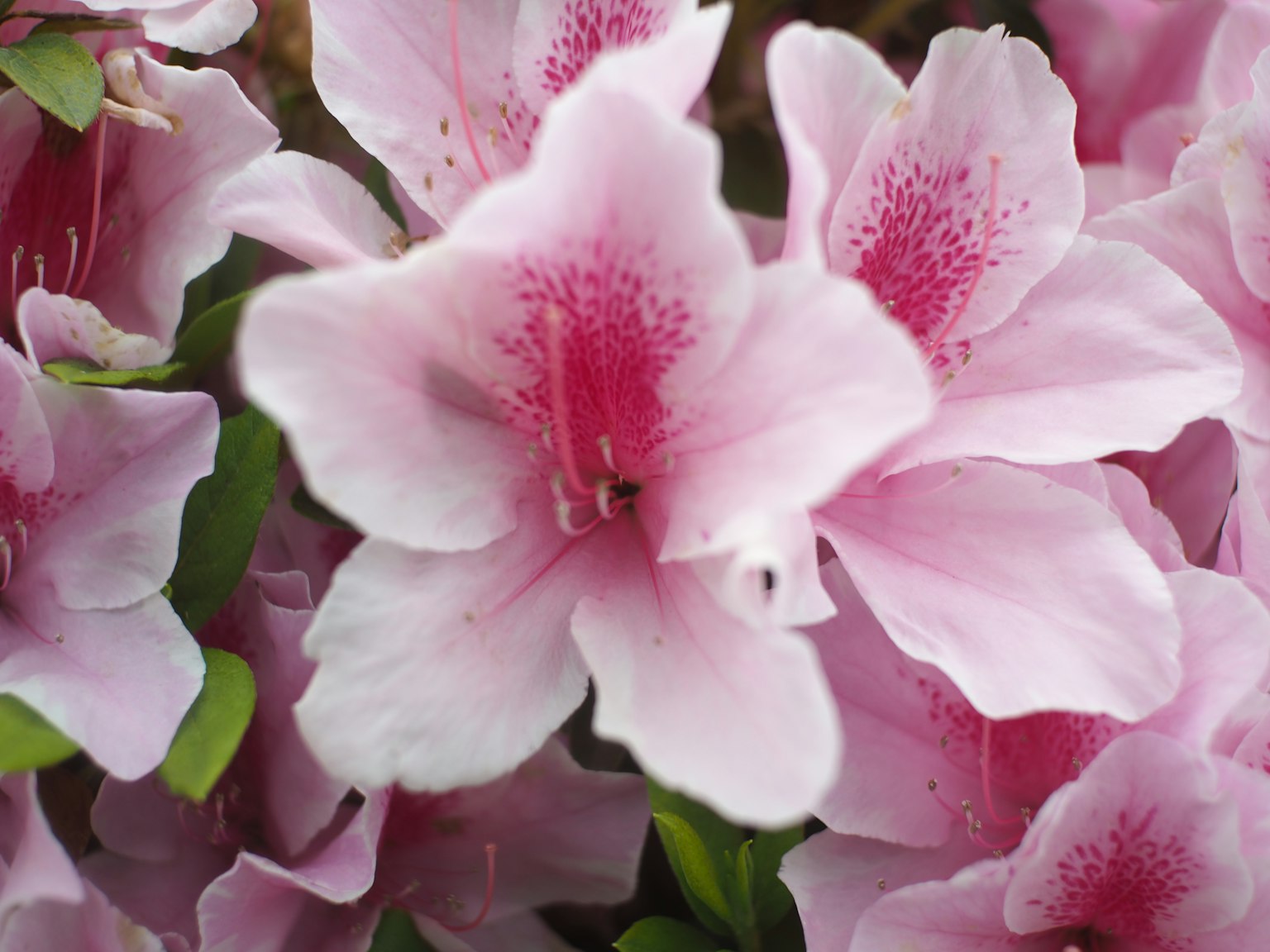 Primo piano di fiori di azalea con petali rosa chiaro