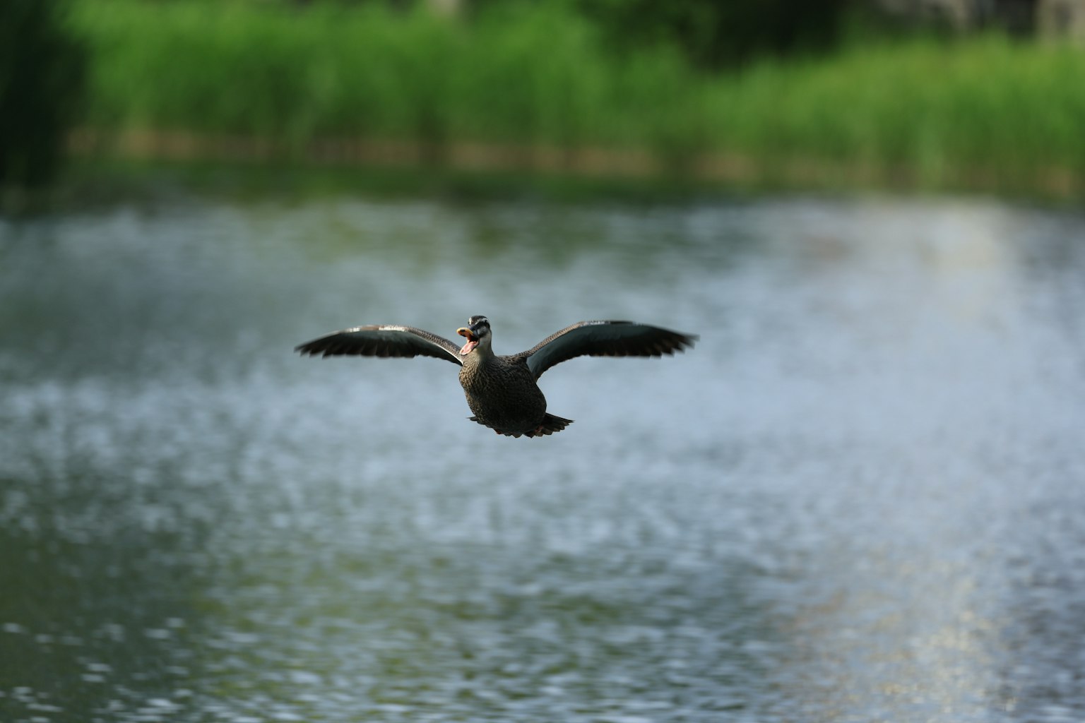 Seekor bebek terbang di atas danau berkilau dengan latar belakang pepohonan