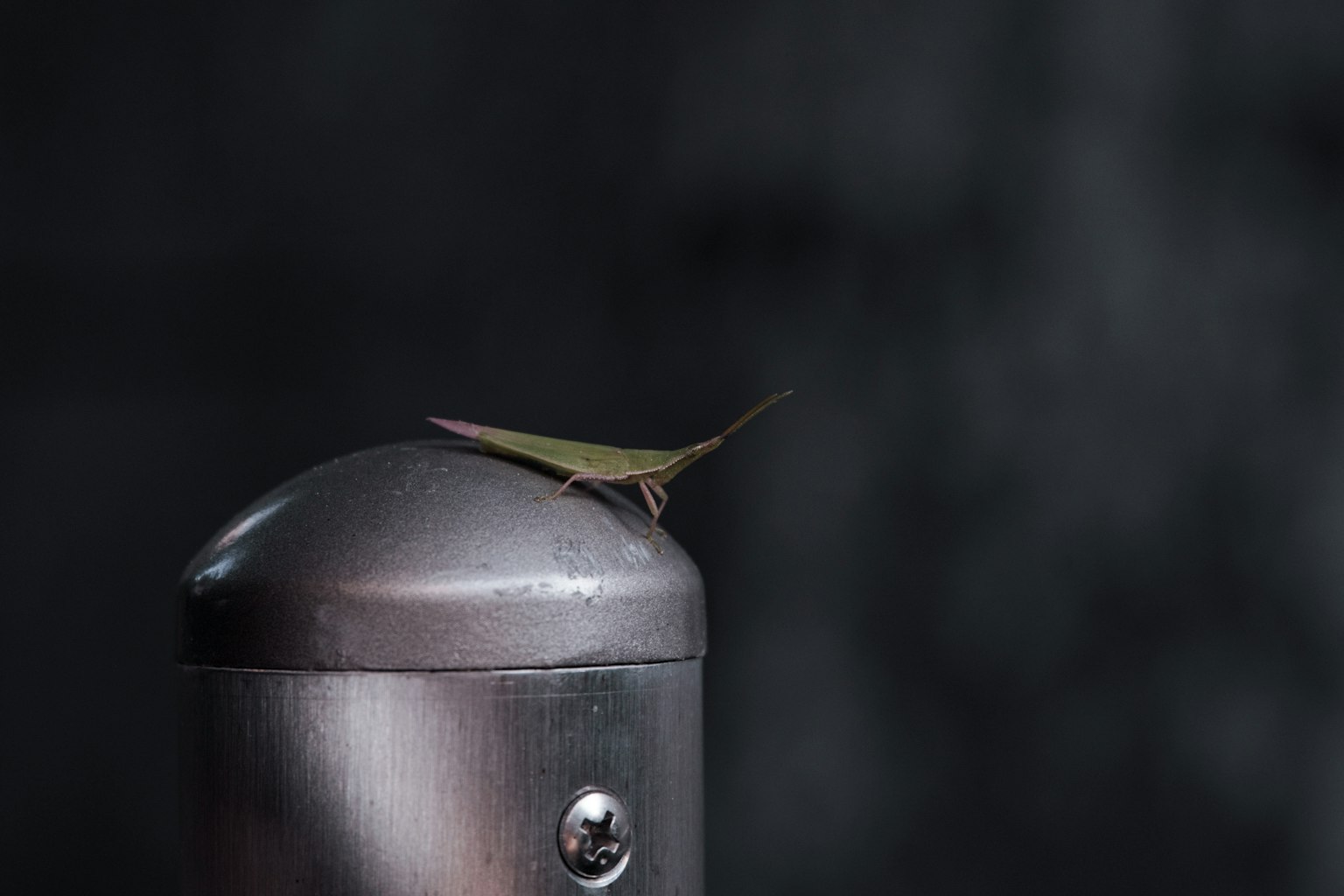 Insecto verde posado en la parte superior de un poste metálico