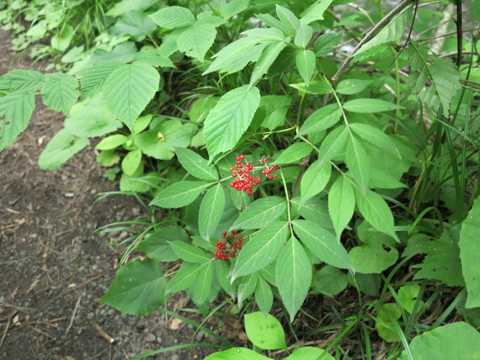 A plant with red flowers surrounded by green leaves
