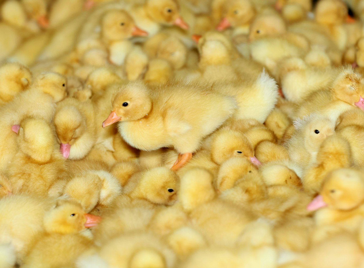 Sekumpulan anak bebek kuning dengan satu yang menonjol