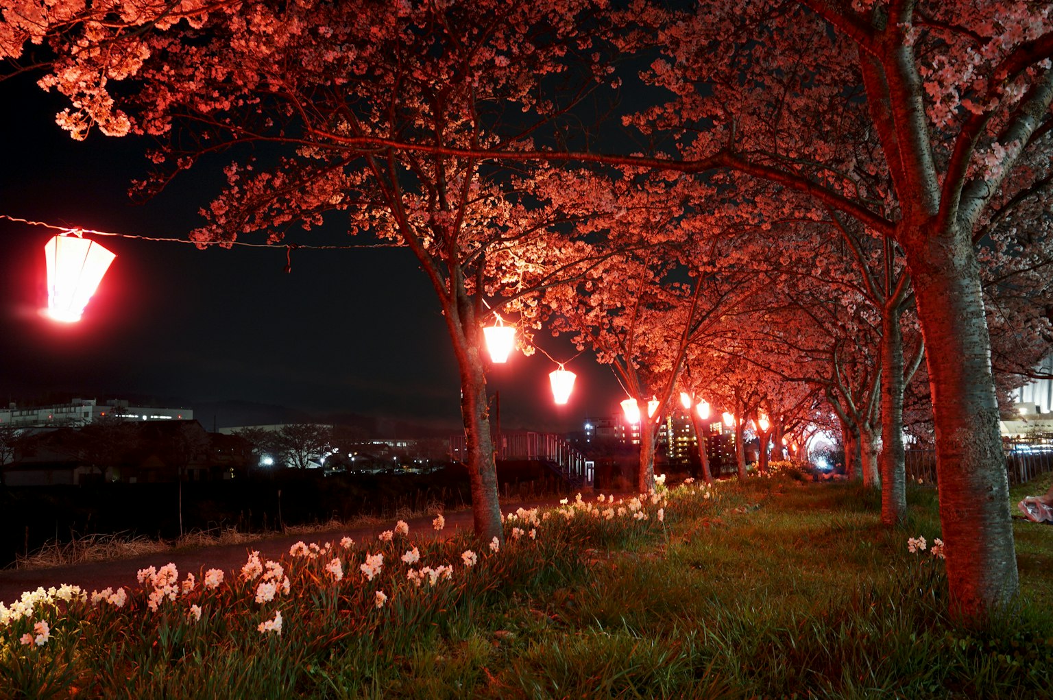 Hermosa escena nocturna de árboles de cerezo iluminados por faroles rojos