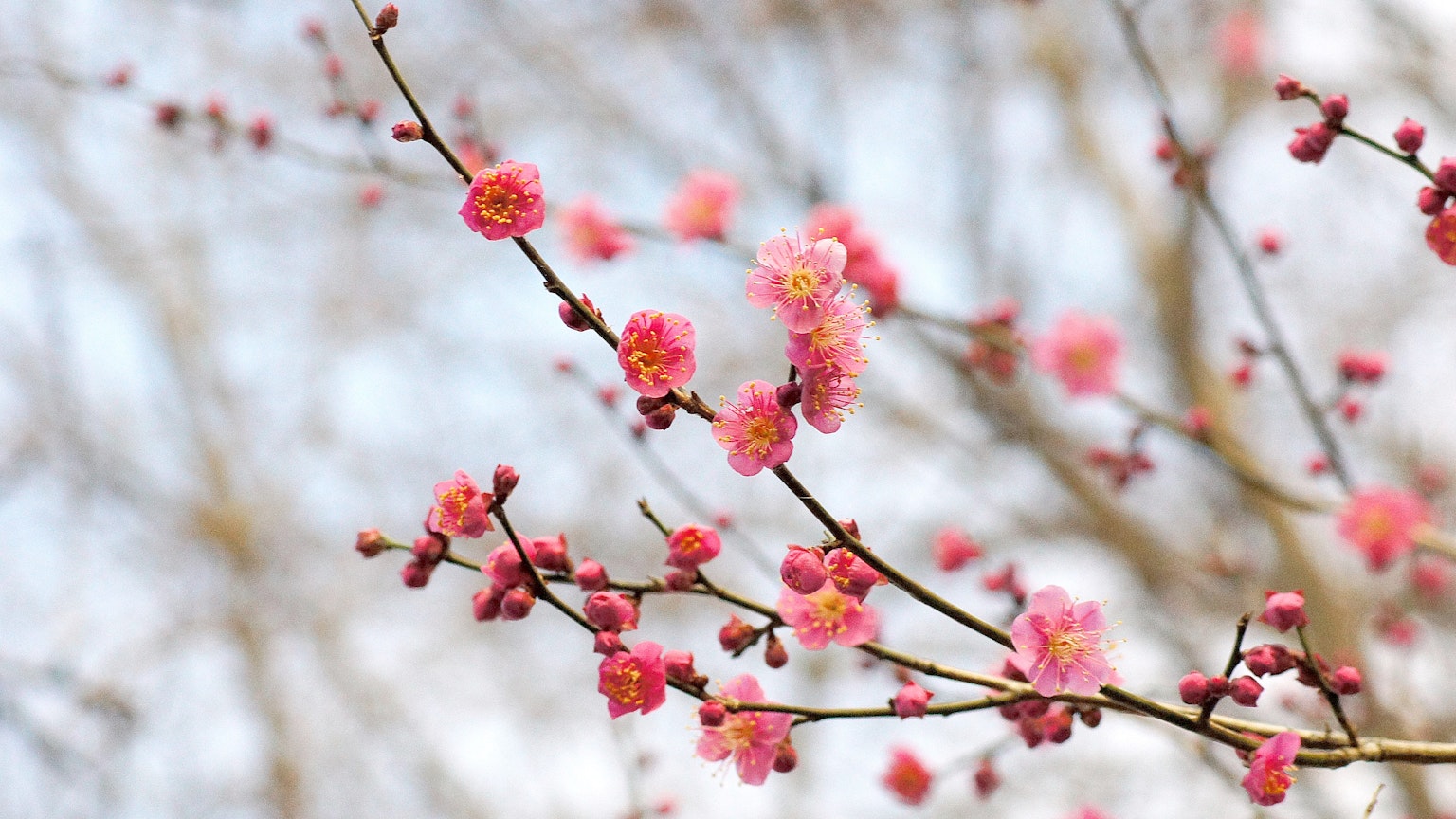 Kedekatan bunga plum yang mekar di cabang