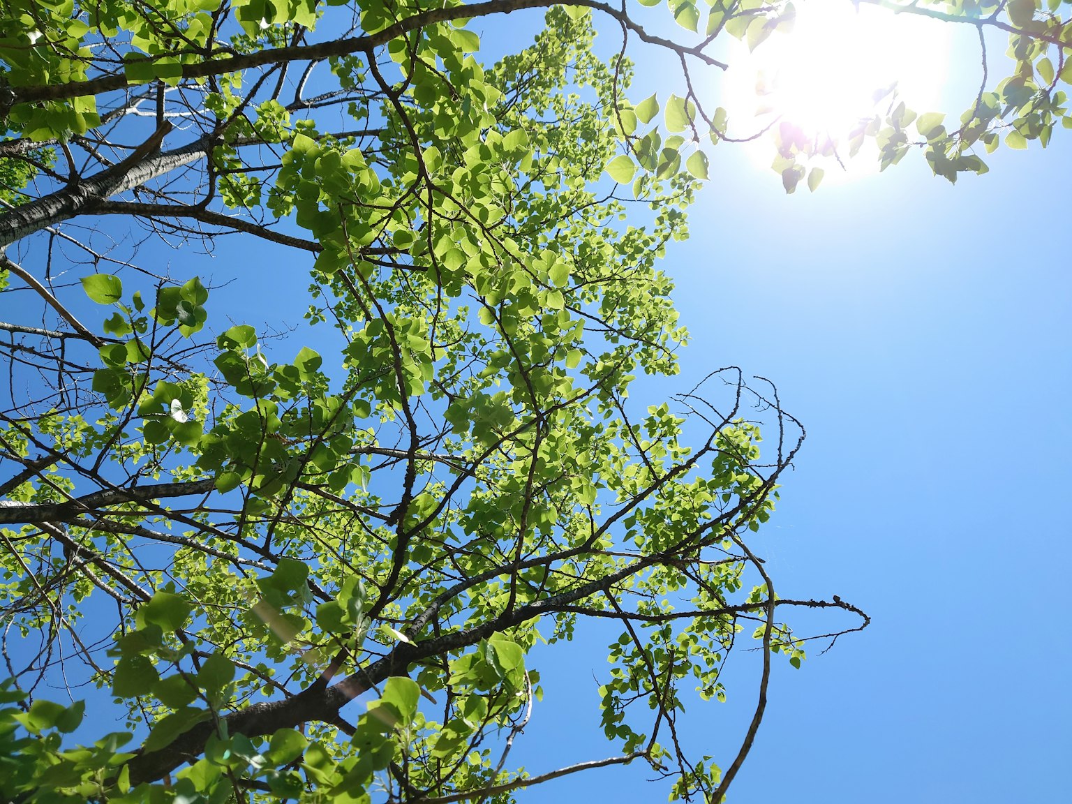 Foglie verdi che brillano sotto il cielo blu e la luce del sole
