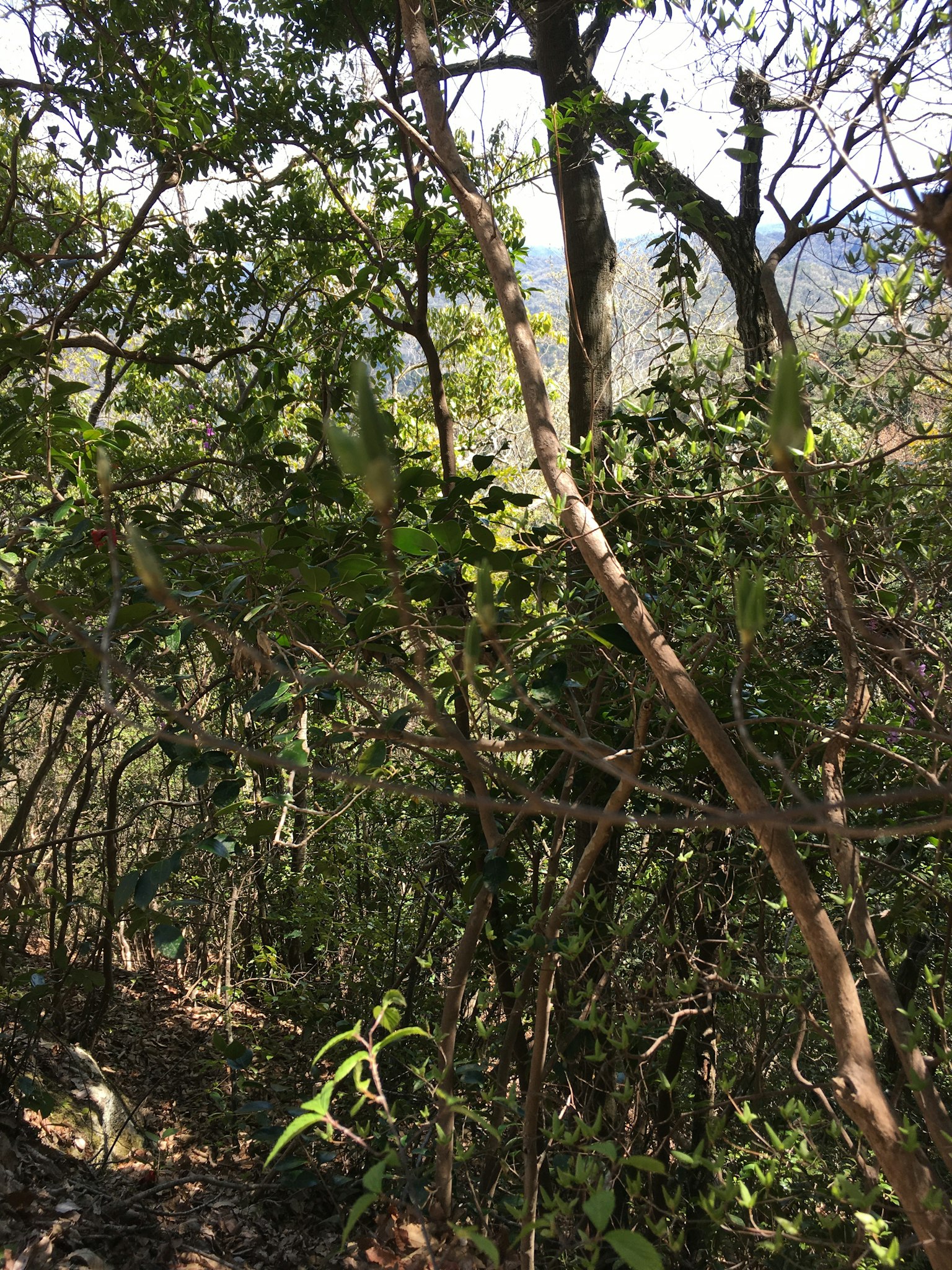 郁郁葱葱的绿色叶子和细长的树枝在自然景观中