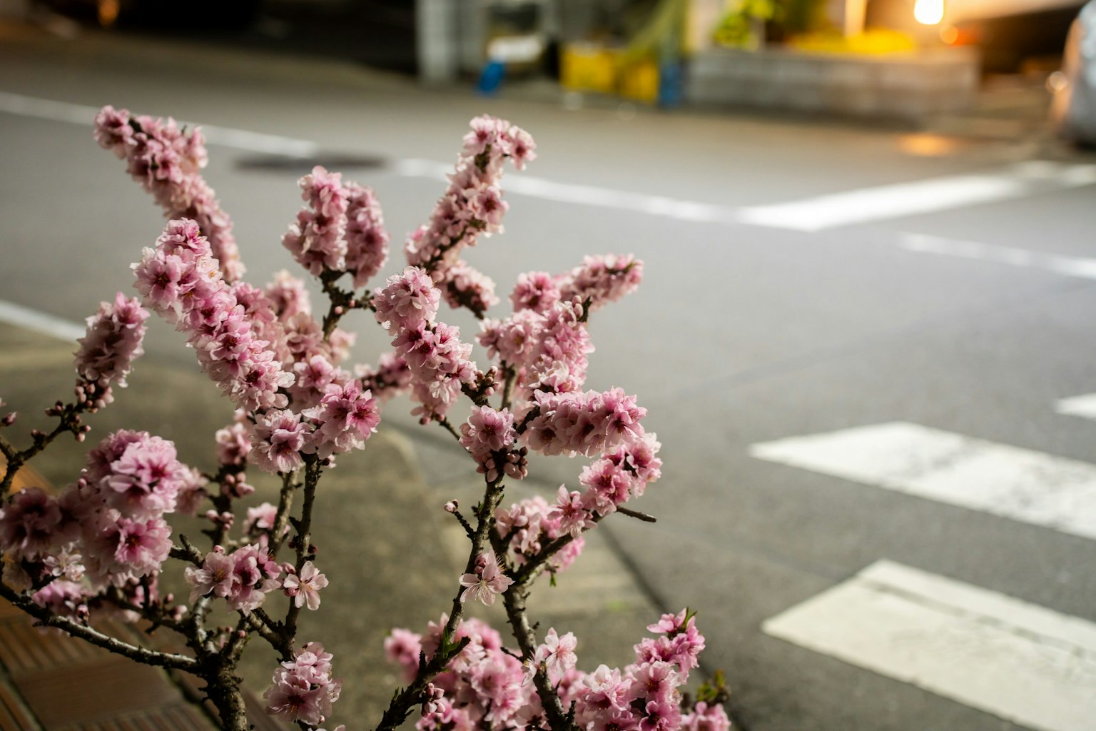 Kirschblüten blühen an einer Straßenecke bei Nacht