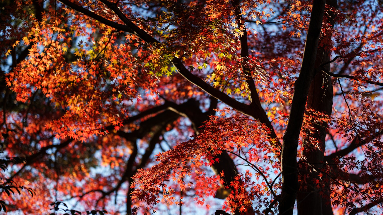 秋の紅葉が美しい木々の葉