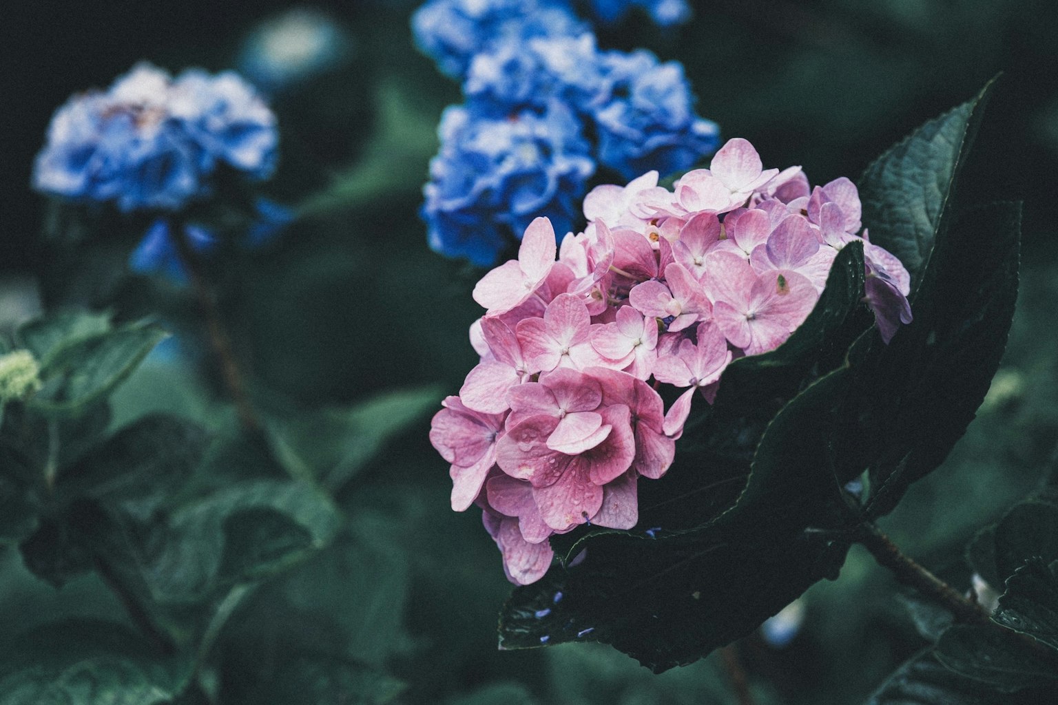 Belle scène de fleurs d'hortensia bleues et roses en pleine floraison