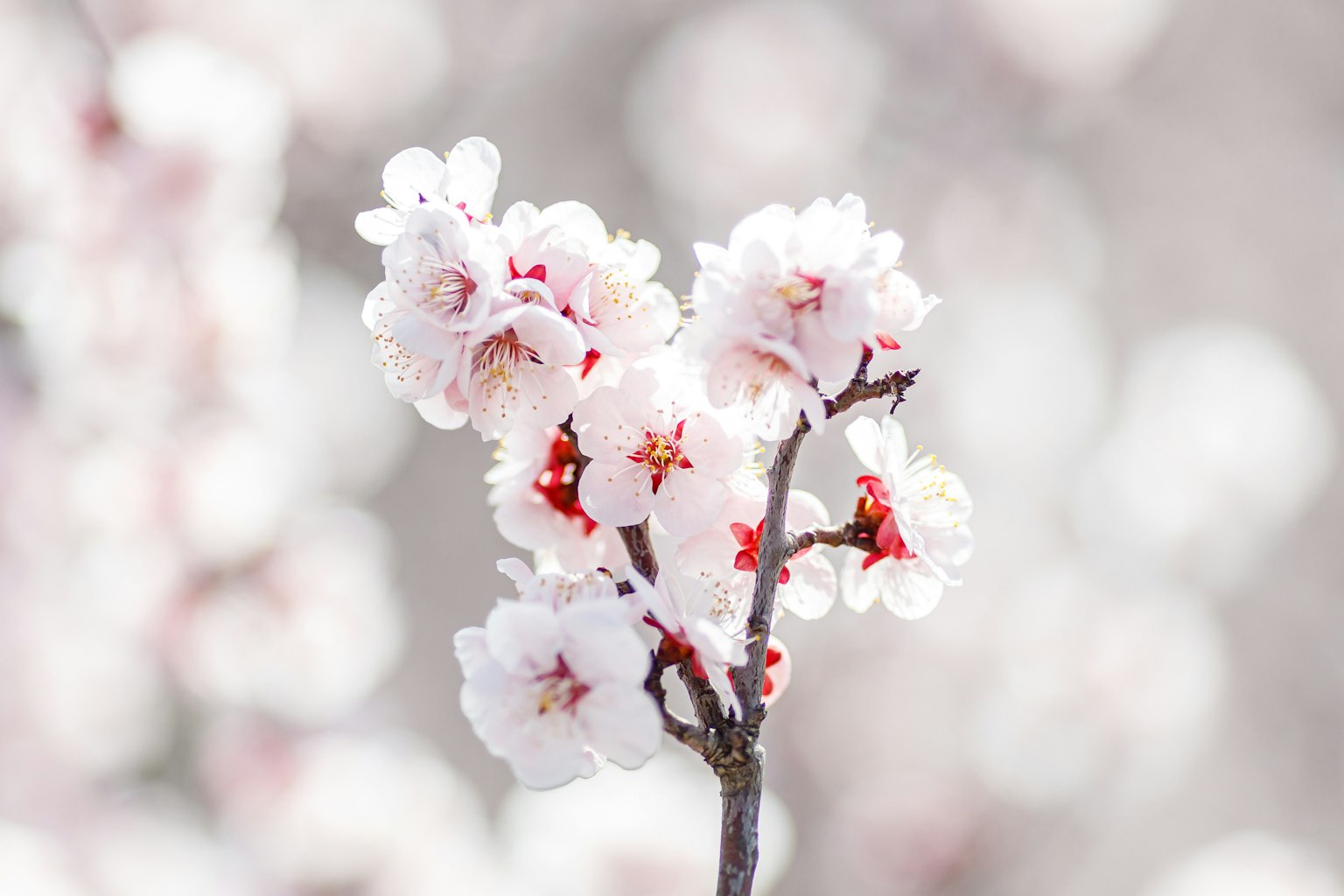 Acercamiento de ramas de cerezo con flores rosa pálido