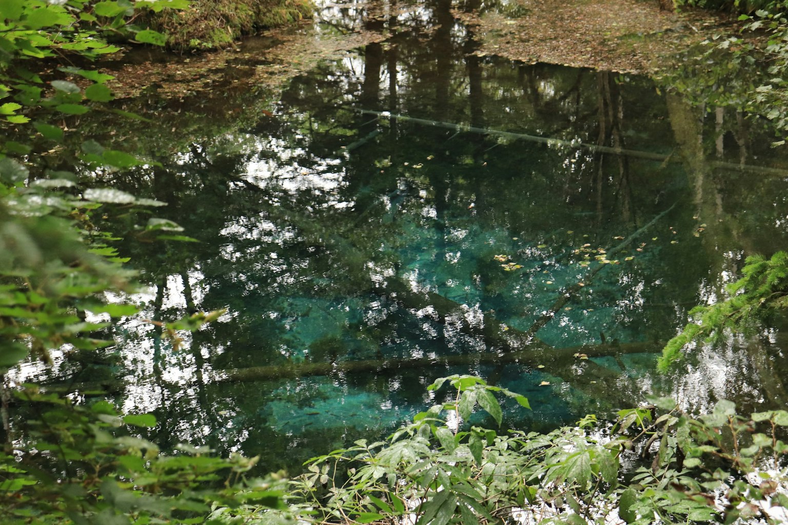 Un estanque claro rodeado de un bosque verde con reflejos de árboles en la superficie del agua
