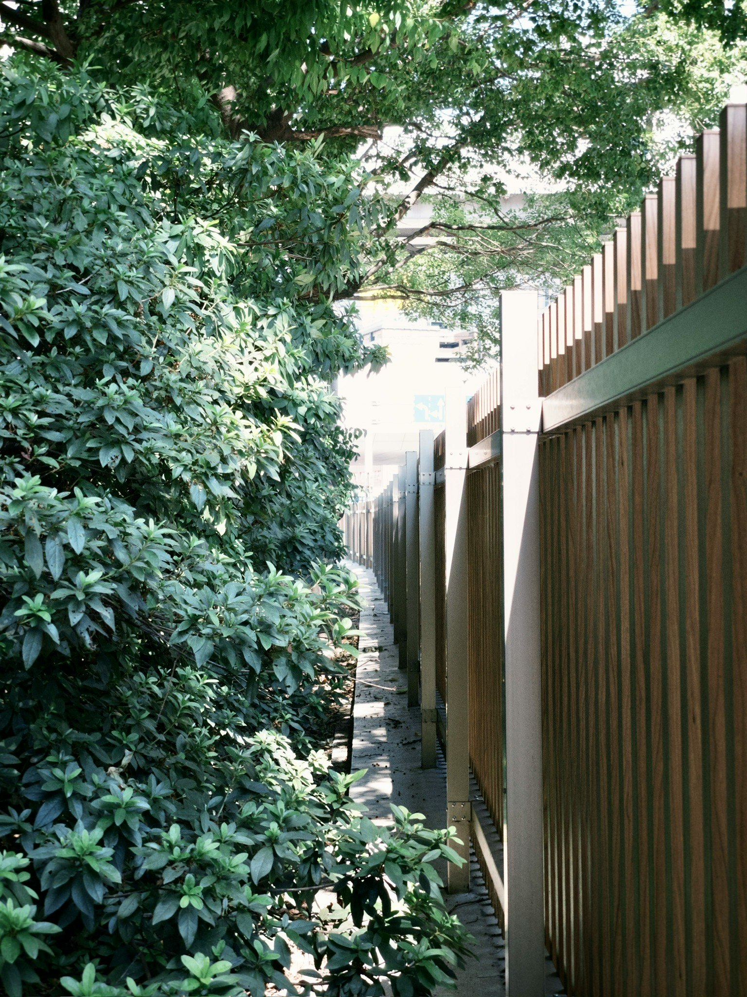 生垣と木製フェンスに挟まれた小道