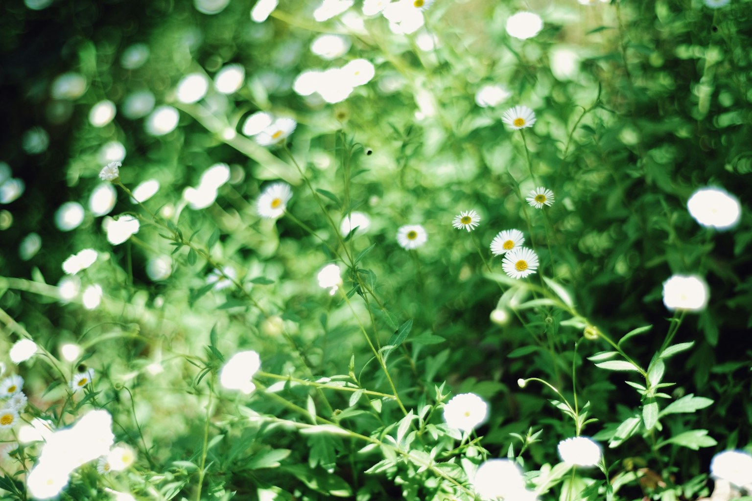 Un champ de petites fleurs blanches sur fond vert