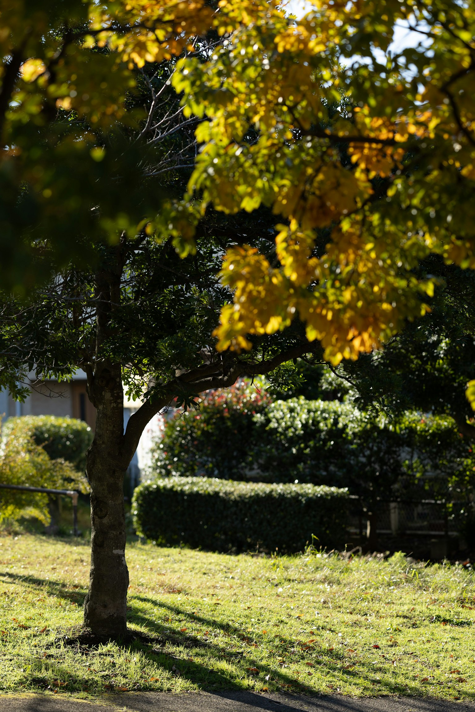 Park scene with a tree displaying autumn leaves and green hedges