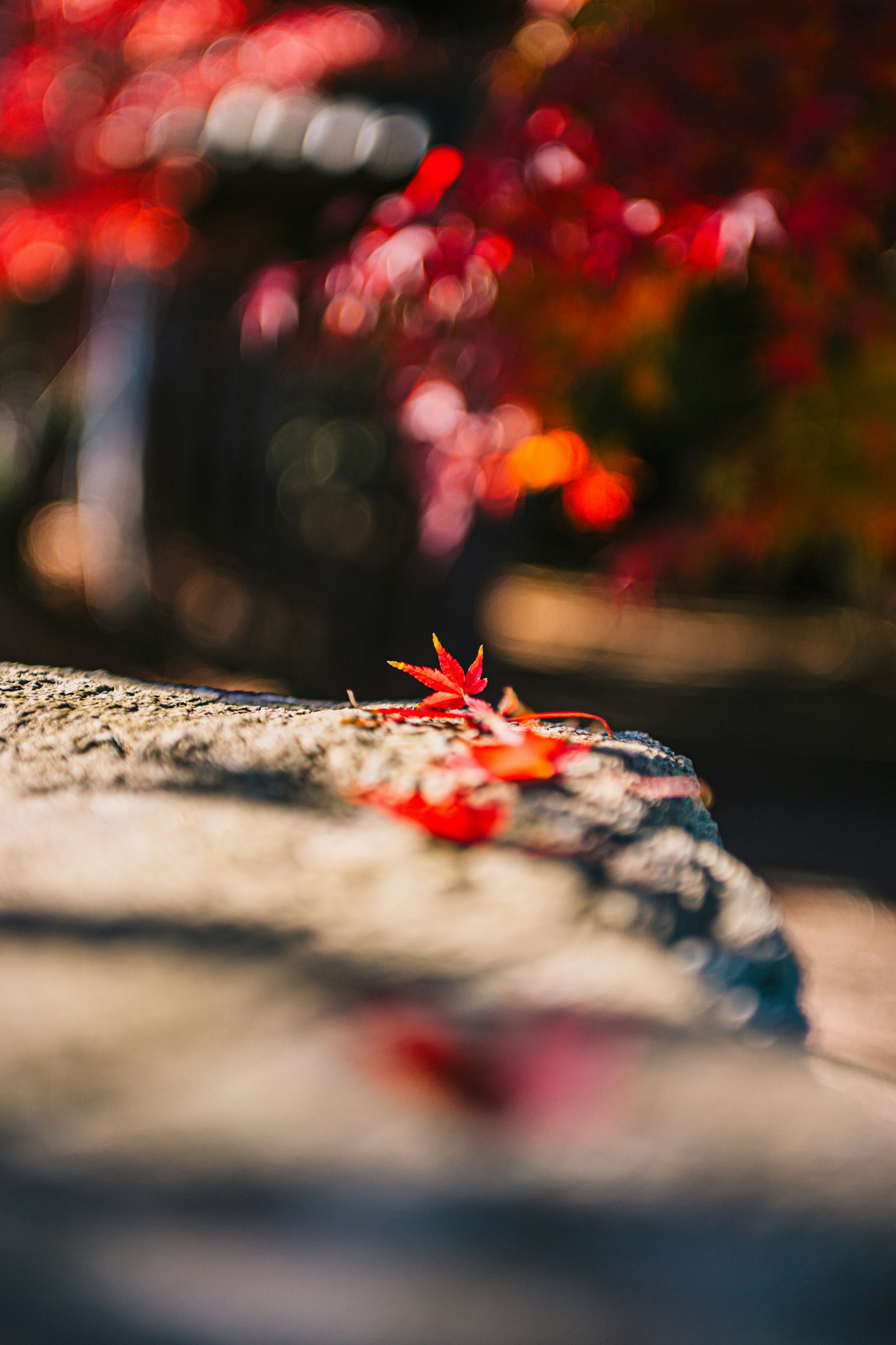 紅葉の葉が石の上に置かれている風景