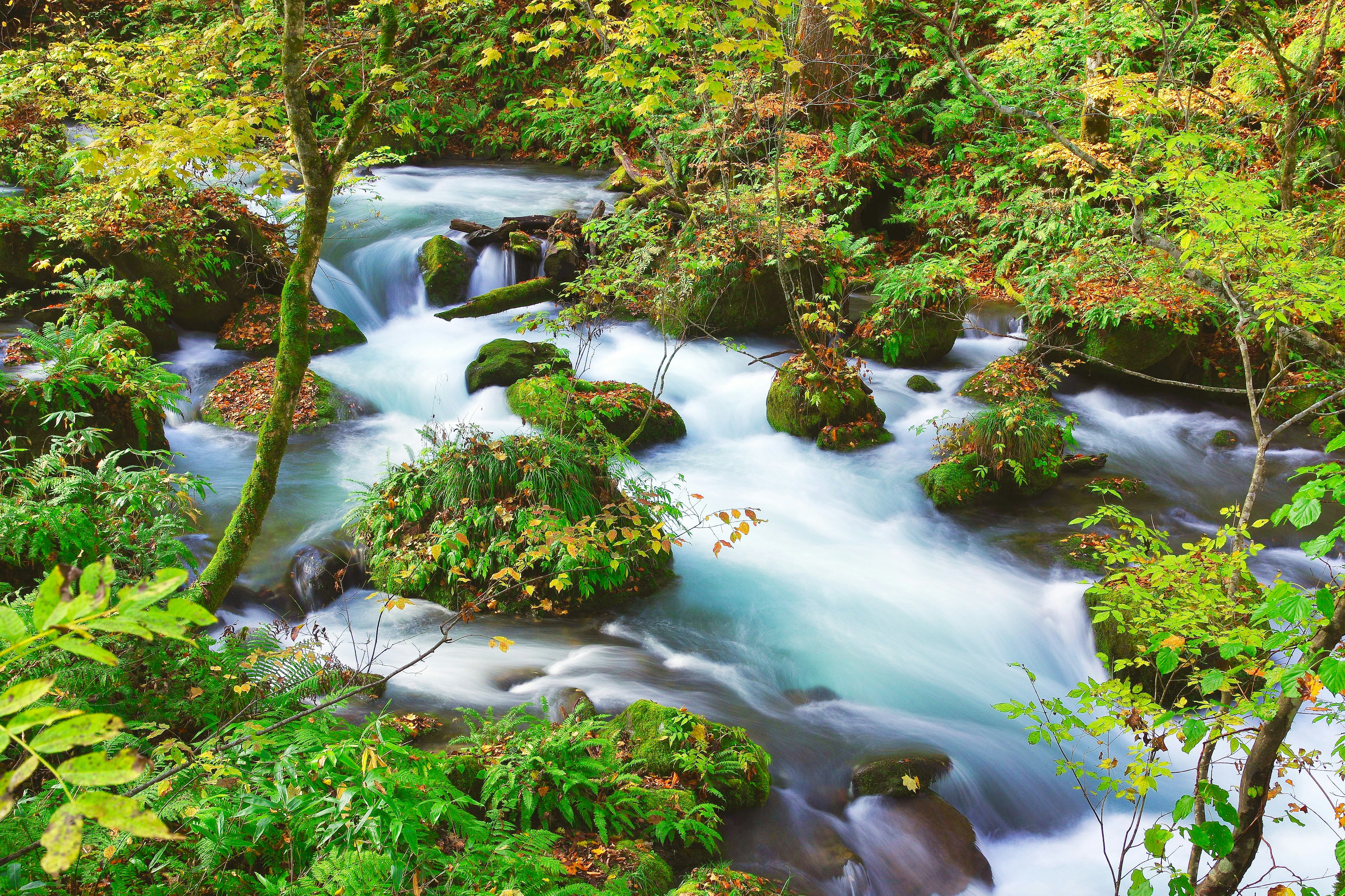 苔むす小川が流れる緑豊かな渓谷の風景
