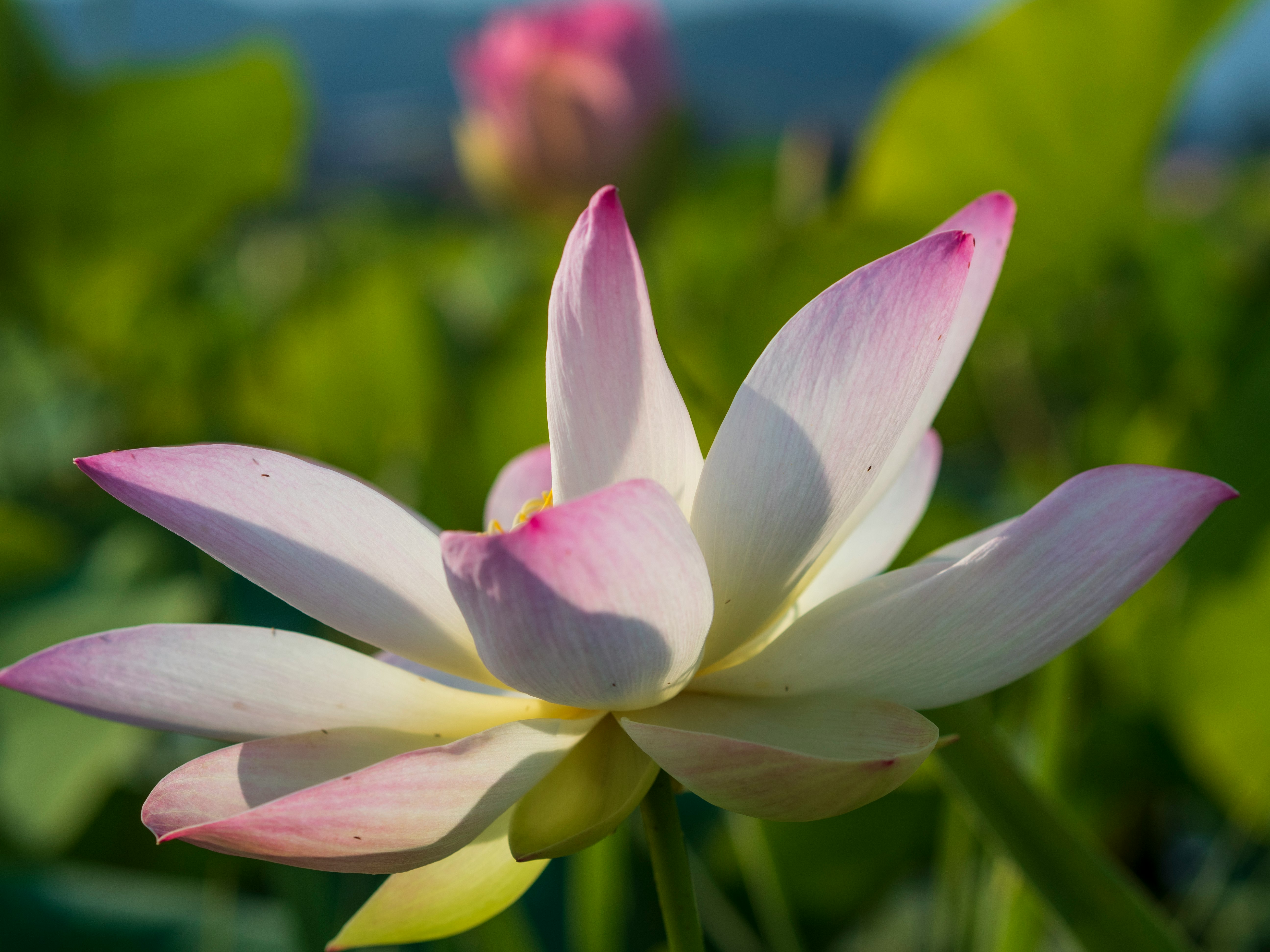 close-up of a pink and white lotus flower