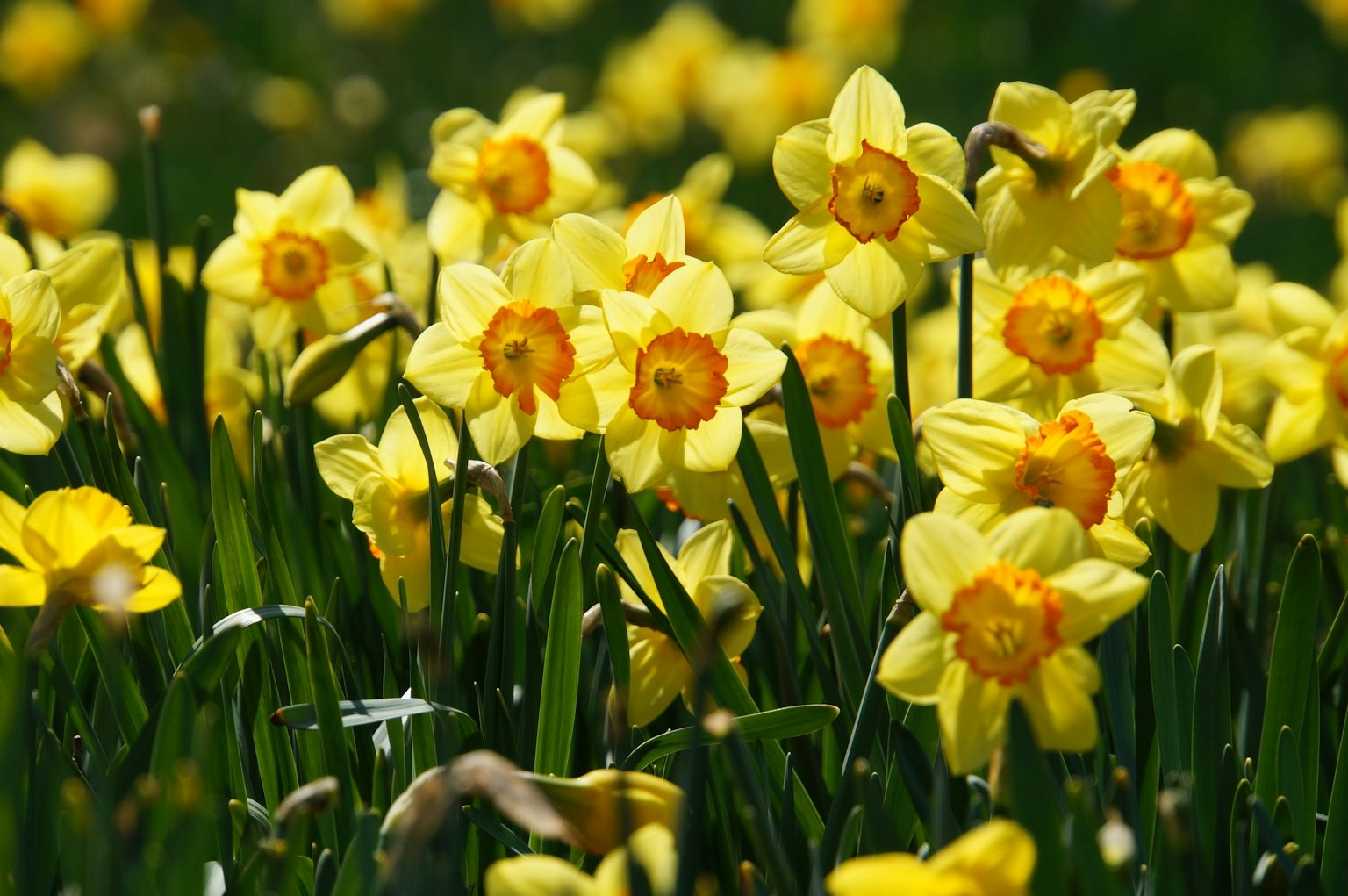 Cánh đồng hoa thủy tiên vàng rực rỡ đang nở rộ