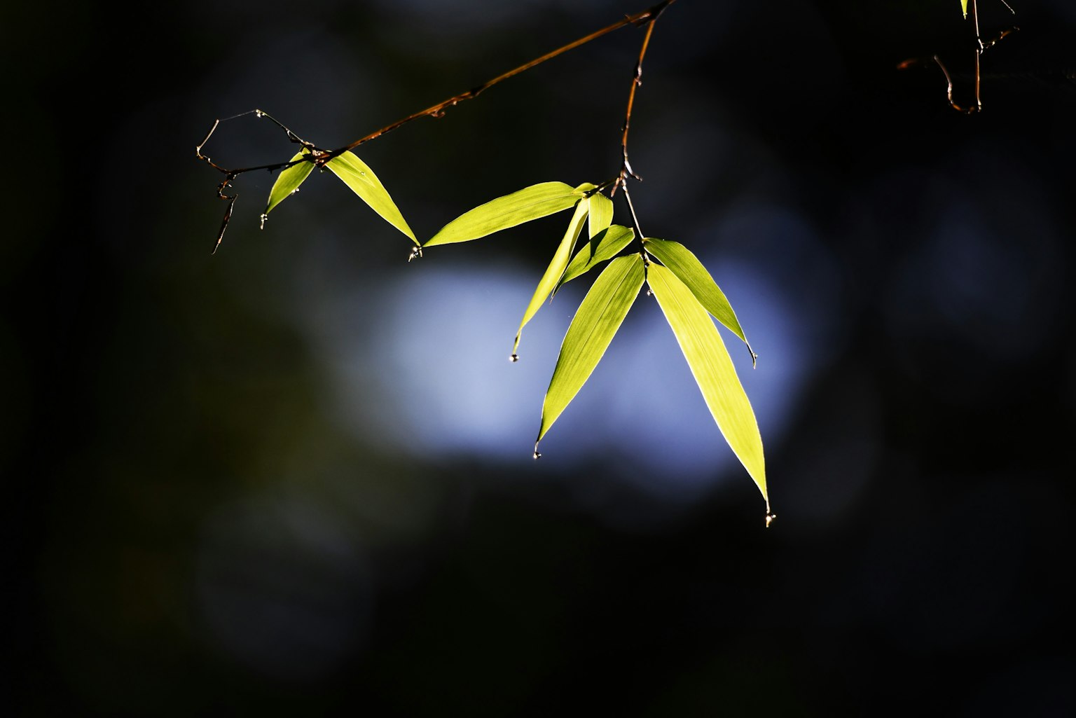 Close-up of bamboo leaves illuminated by light