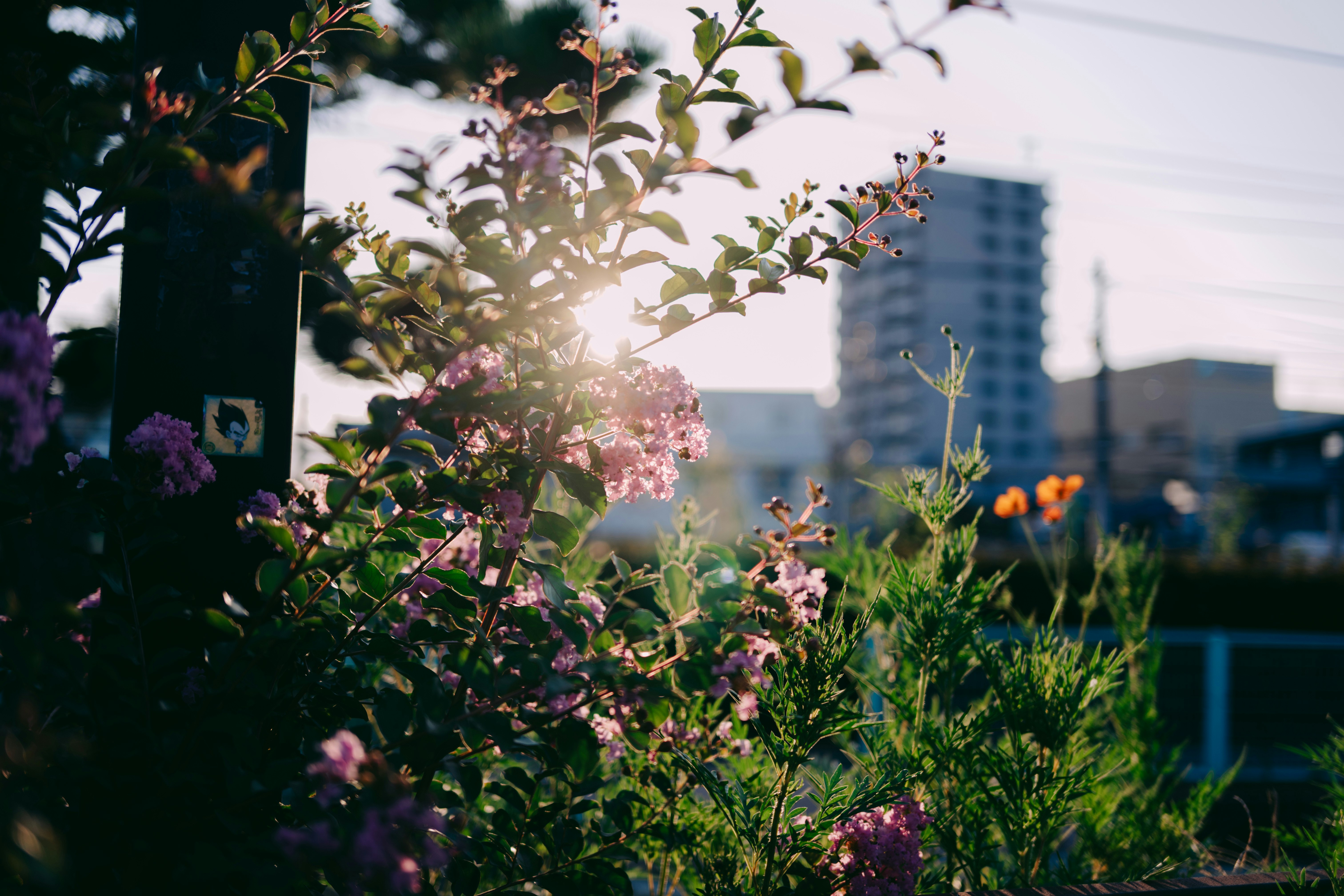 Crape myrtle blossoms with a city skyline background in a flower bed