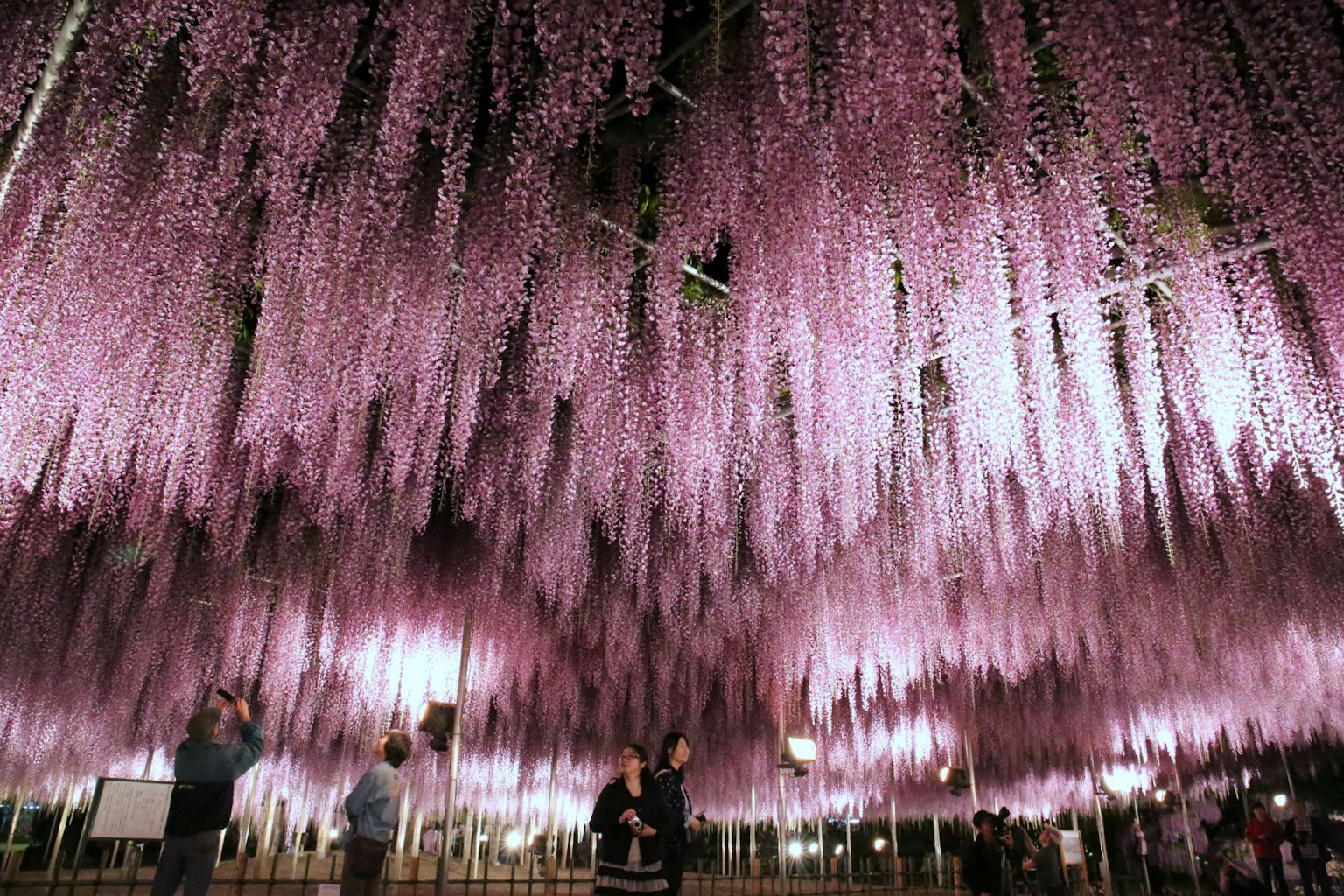 Uno spazio stupendo pieno di fiori di glicine appesi dove le persone godono del panorama