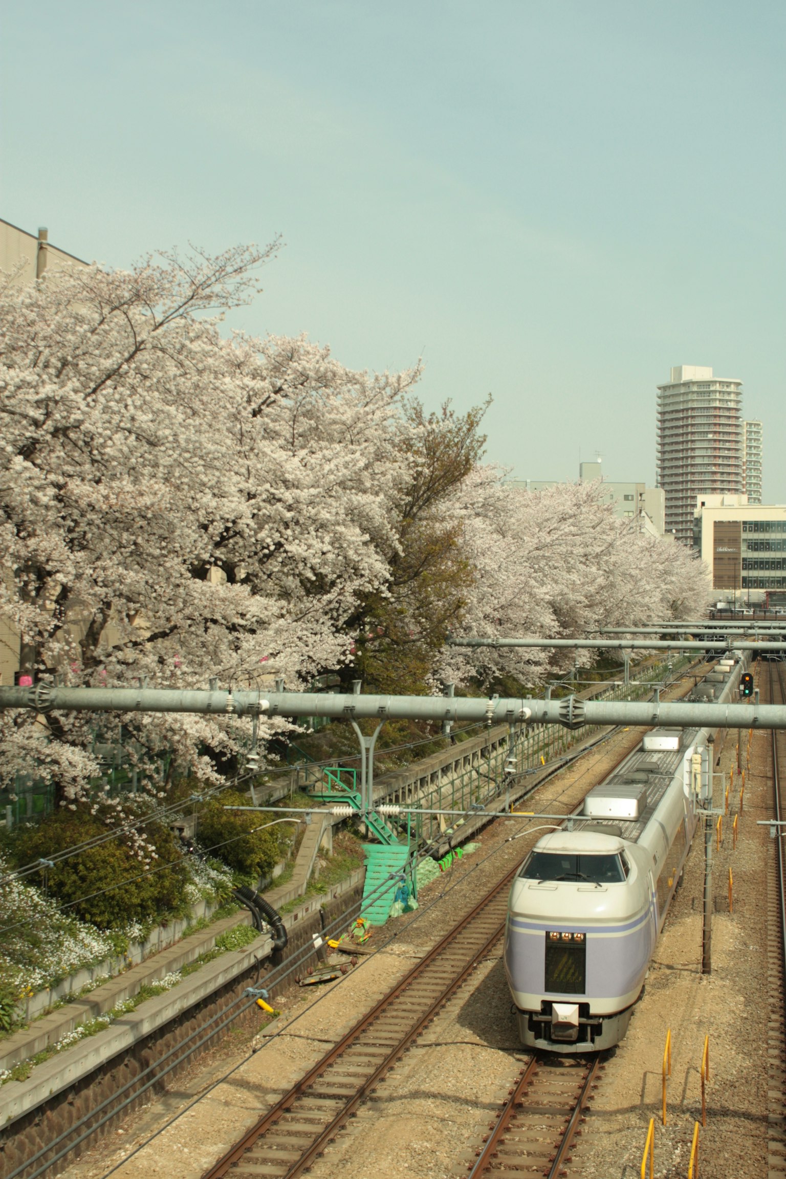 火車沿著櫻花樹行駛，背景是城市風景