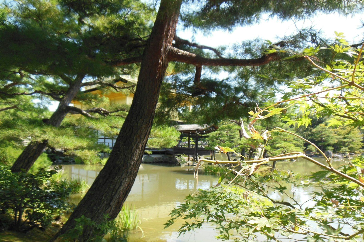 ทิวทัศน์ที่สวยงามของบ่อน้ำสงบล้อมรอบด้วยพรรณไม้สีเขียวในสวนญี่ปุ่น