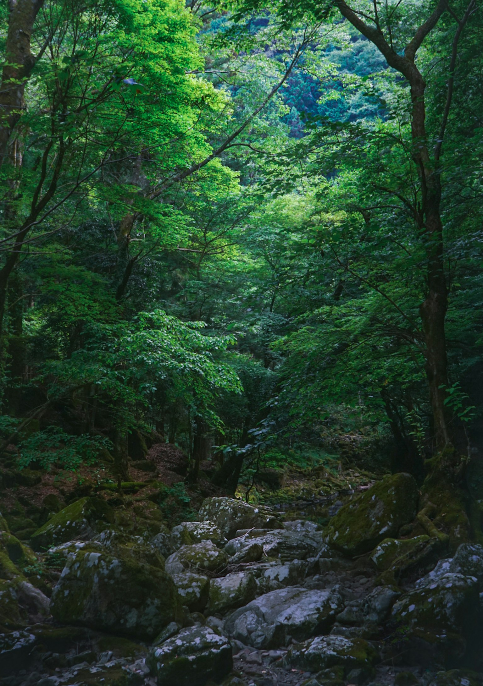 郁郁葱葱的森林场景，岩石和树木