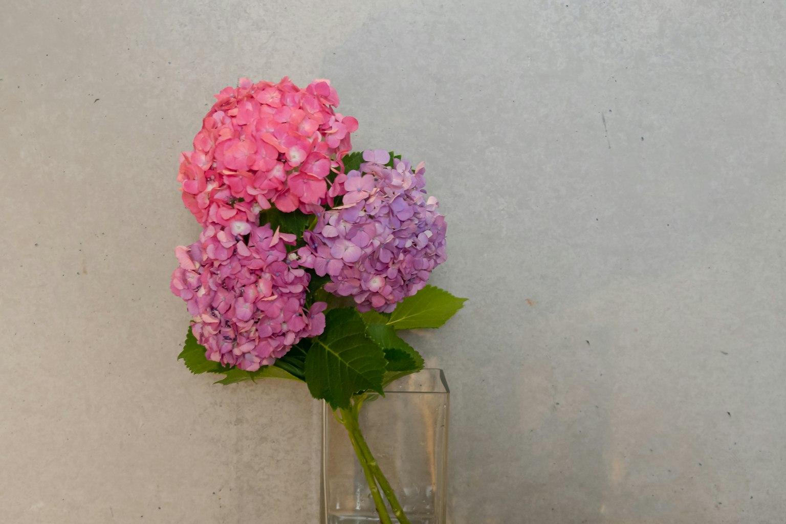 Pink and purple hydrangeas arranged in a glass vase