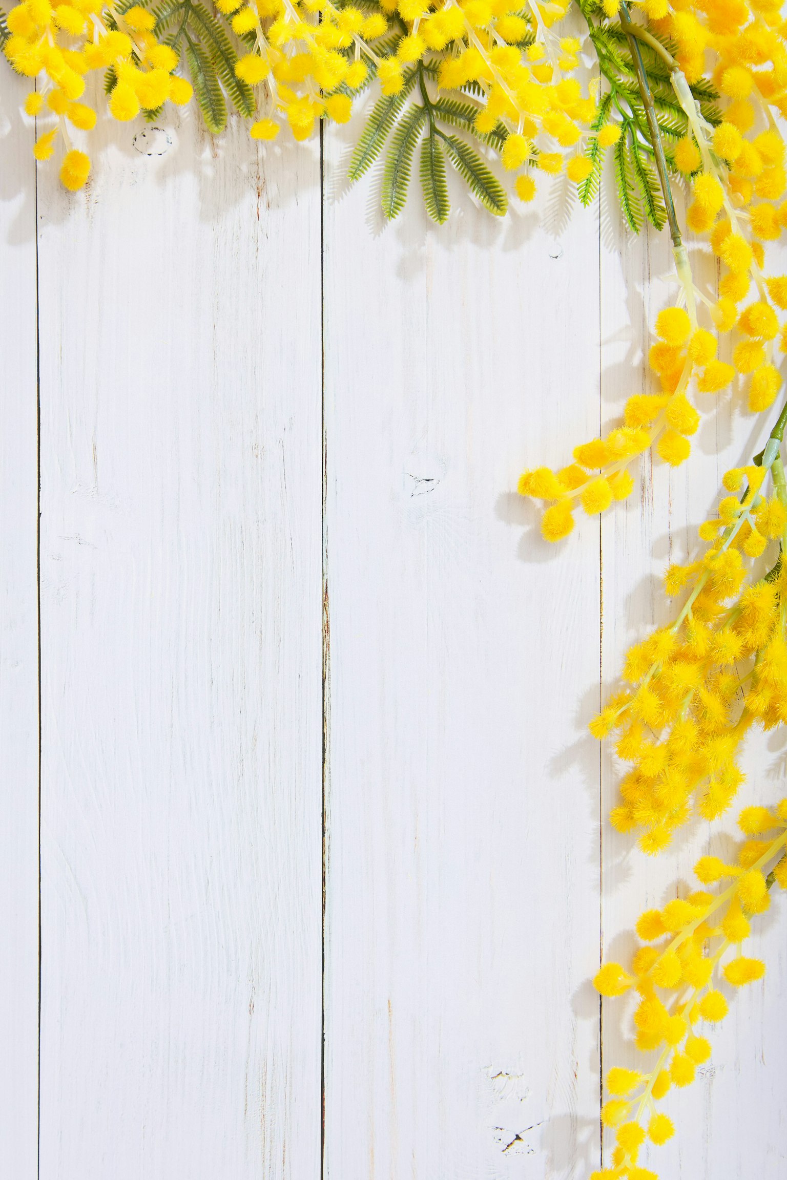 A close-up of yellow mimosa flowers against a white wooden background