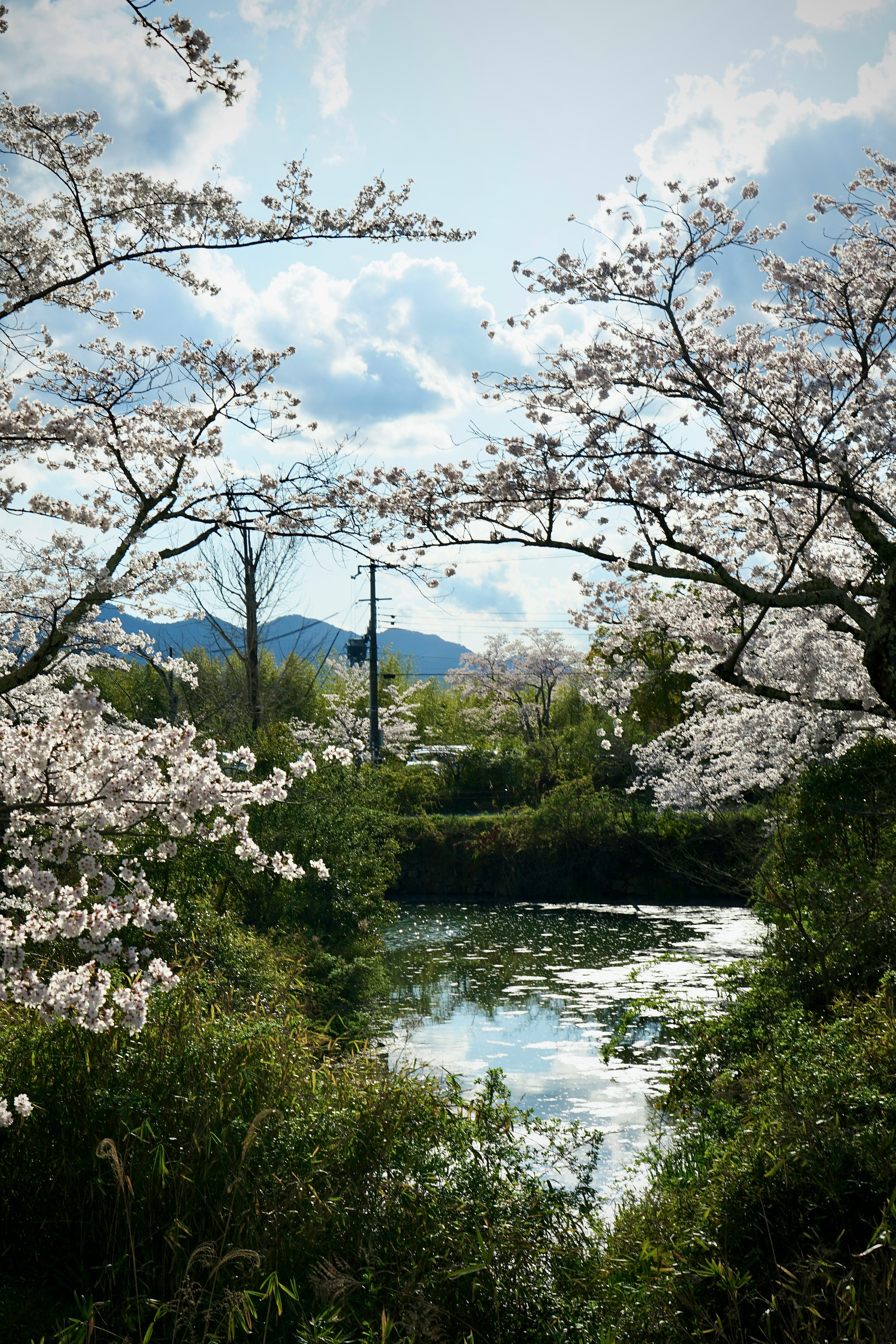 Fiori di ciliegio lungo un fiume