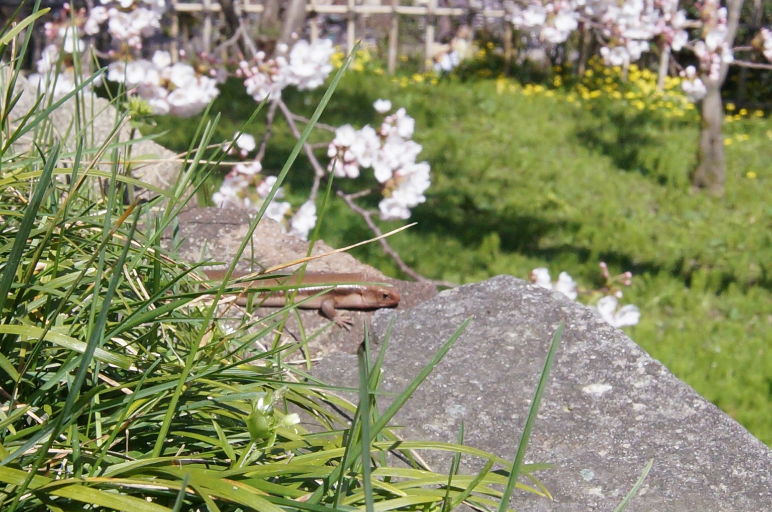 Primo piano di erba verde con fiori di ciliegio in sfondo