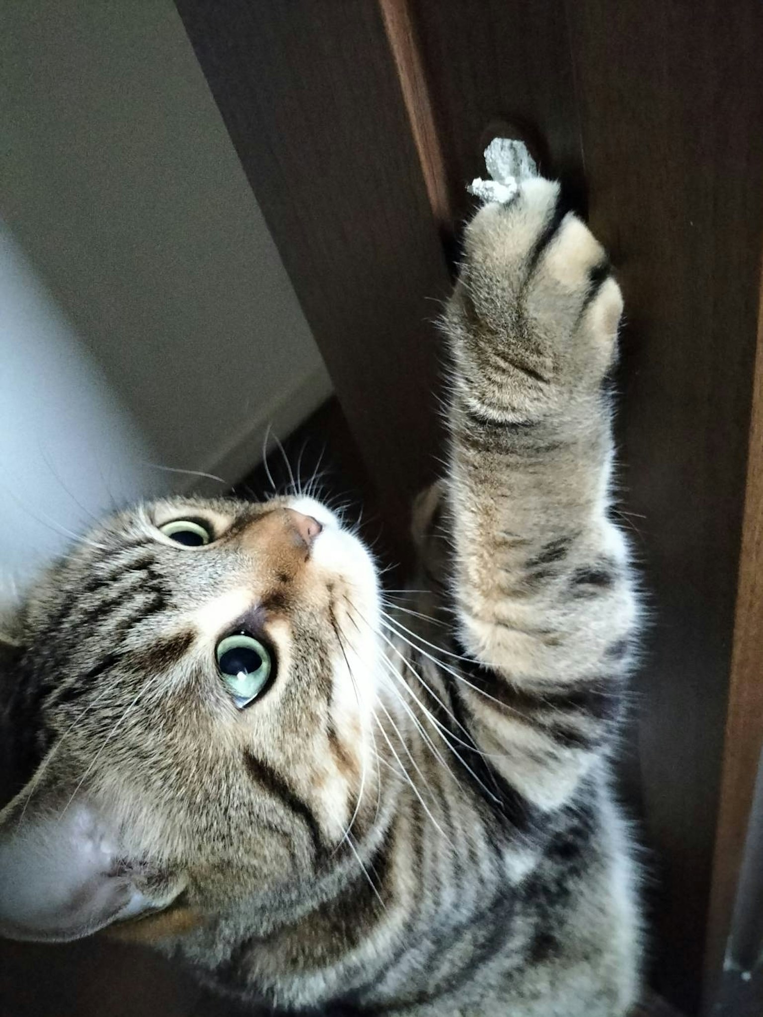 一只猫在抓一扇木门