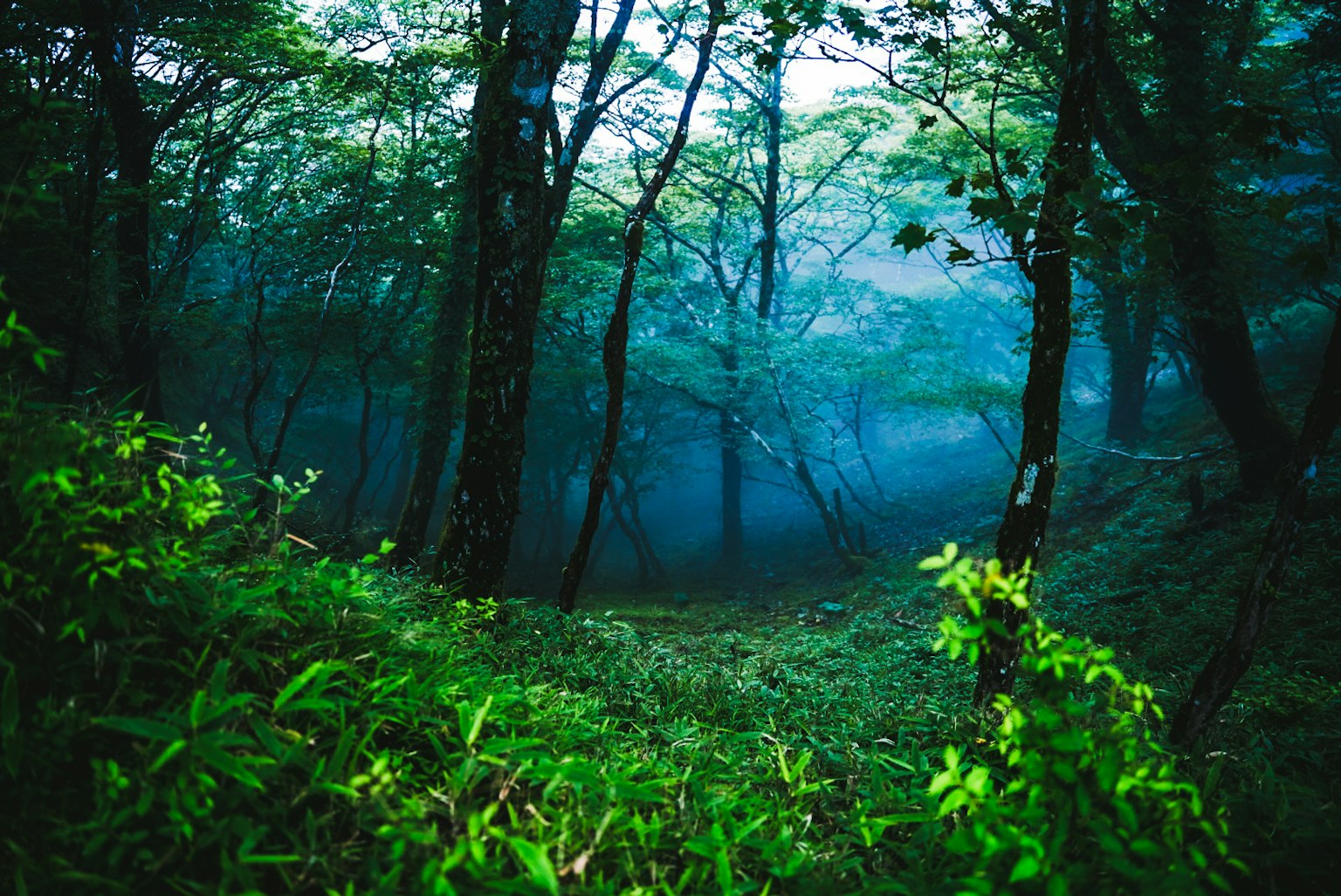 Misty forest scene with lush greenery and visible path among trees