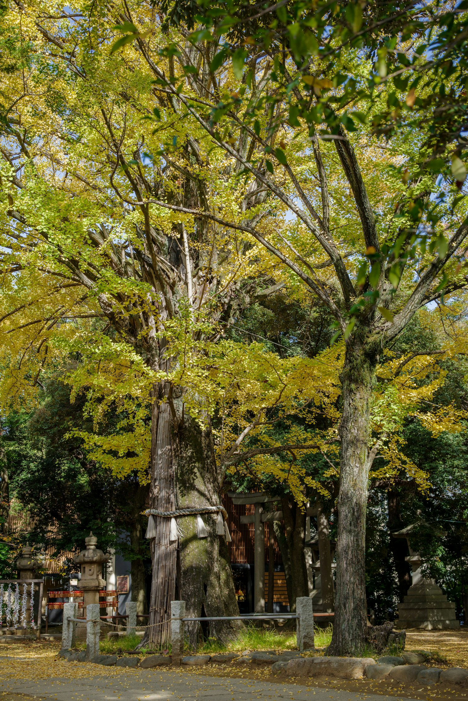 Un grande albero con foglie gialle circondato da alberi verdi
