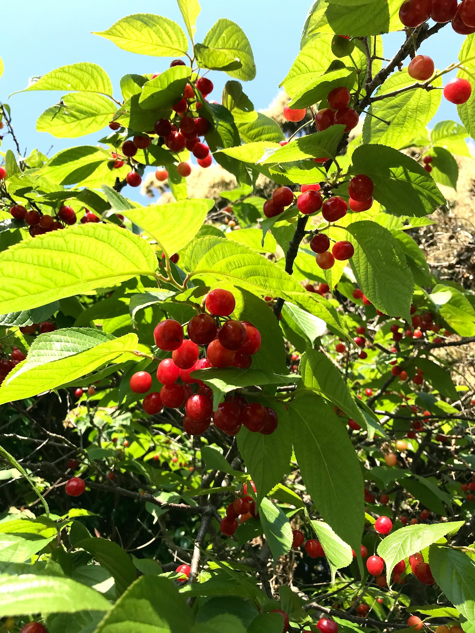 Ramo con foglie verdi e grappoli di bacche rosse