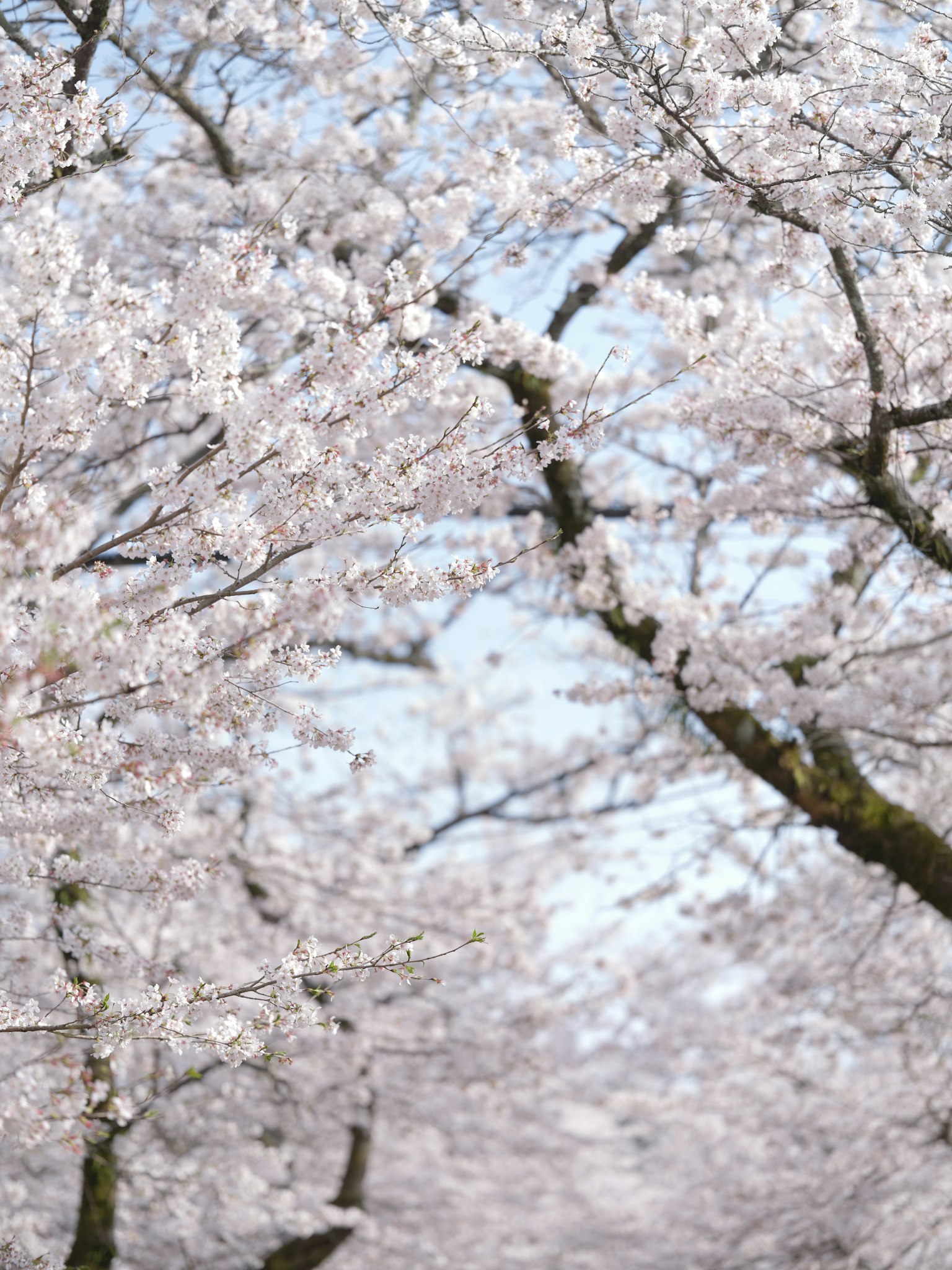 만개한 벚꽃 나무의 아름다운 풍경