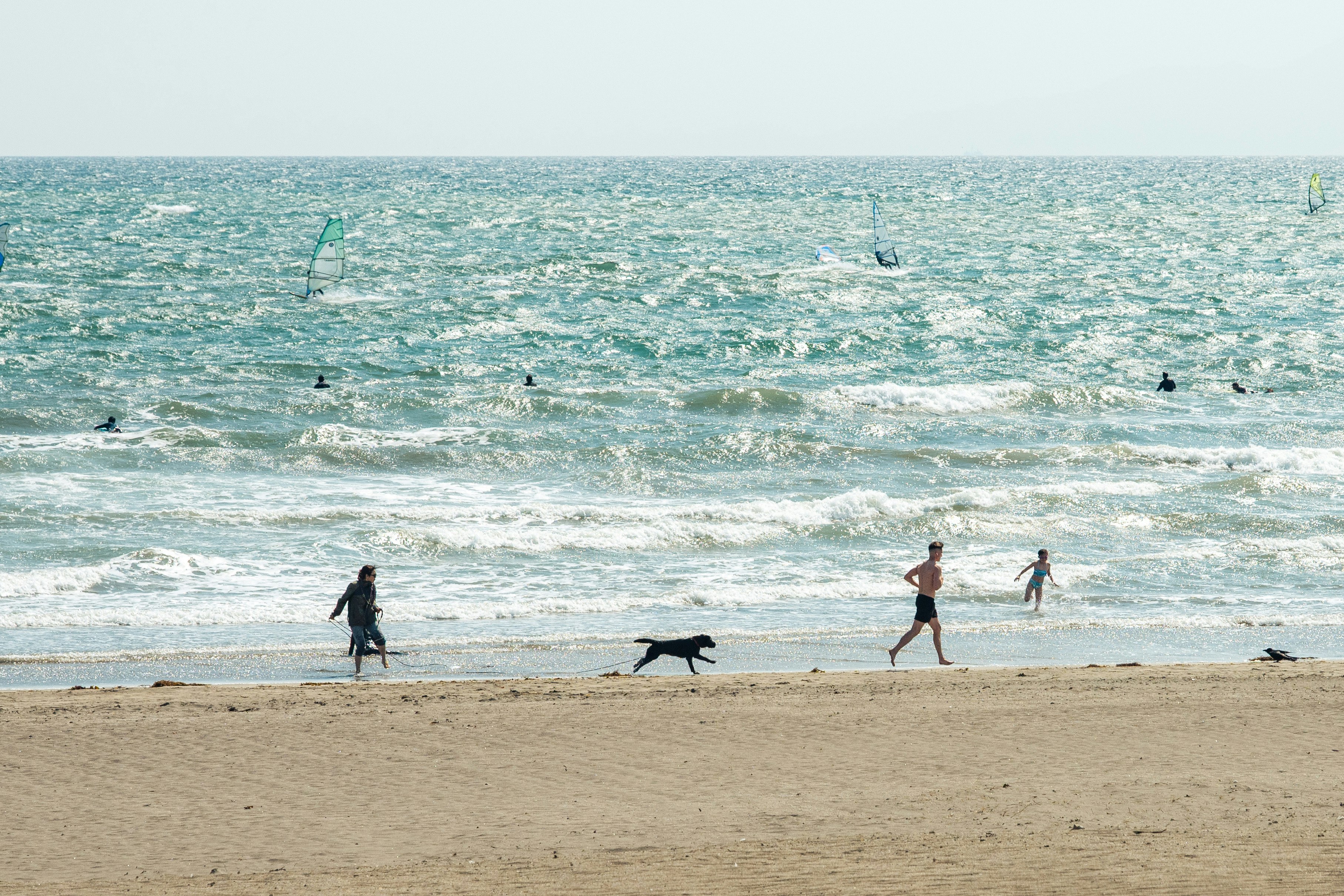 beach shoreline with people walking and a dog