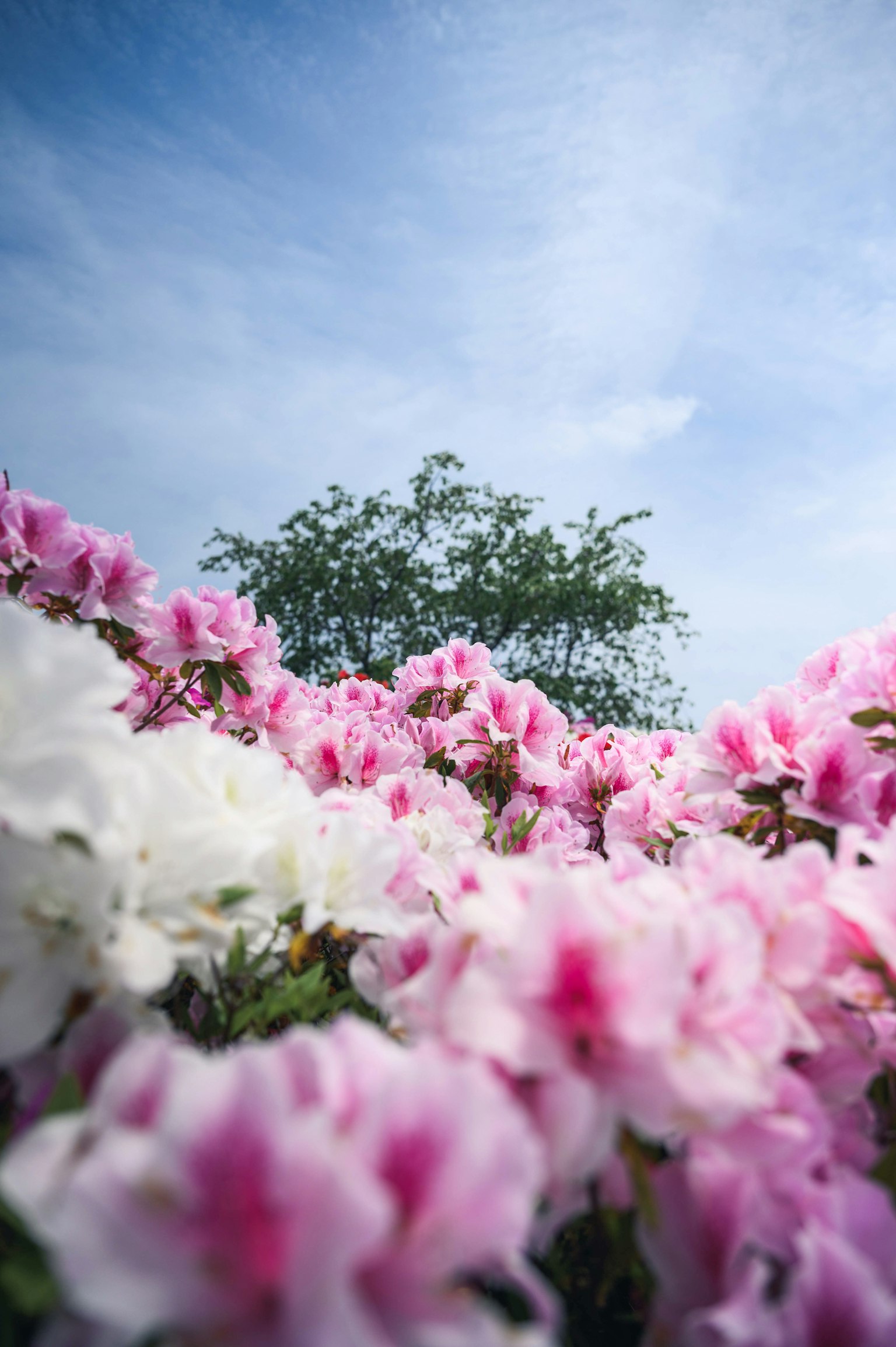 A vibrant scene of blooming azalea flowers in pink and white with a green tree and blue sky in the background
