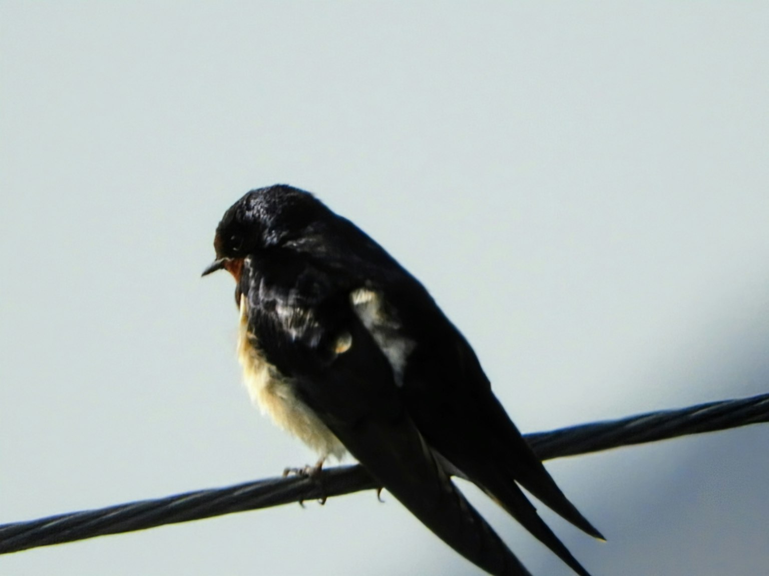 Un piccolo uccello con piume nere appollaiato su un filo