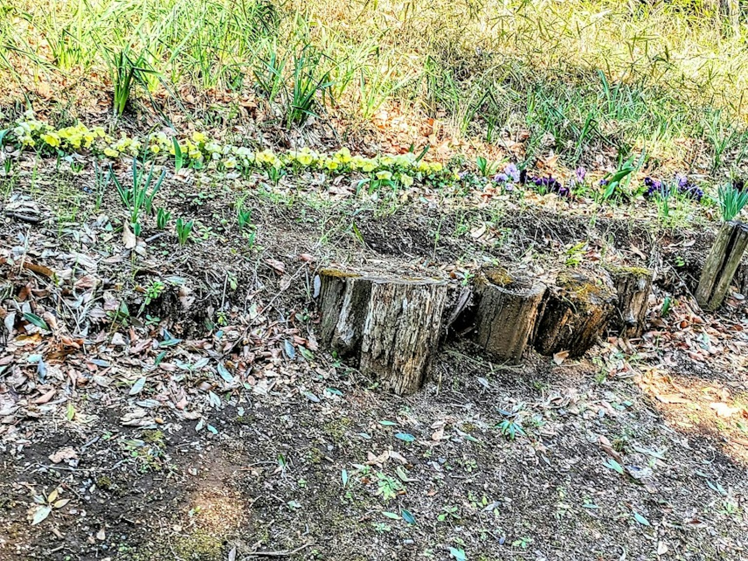Pemandangan dengan tunggul pohon dikelilingi oleh tanaman hijau