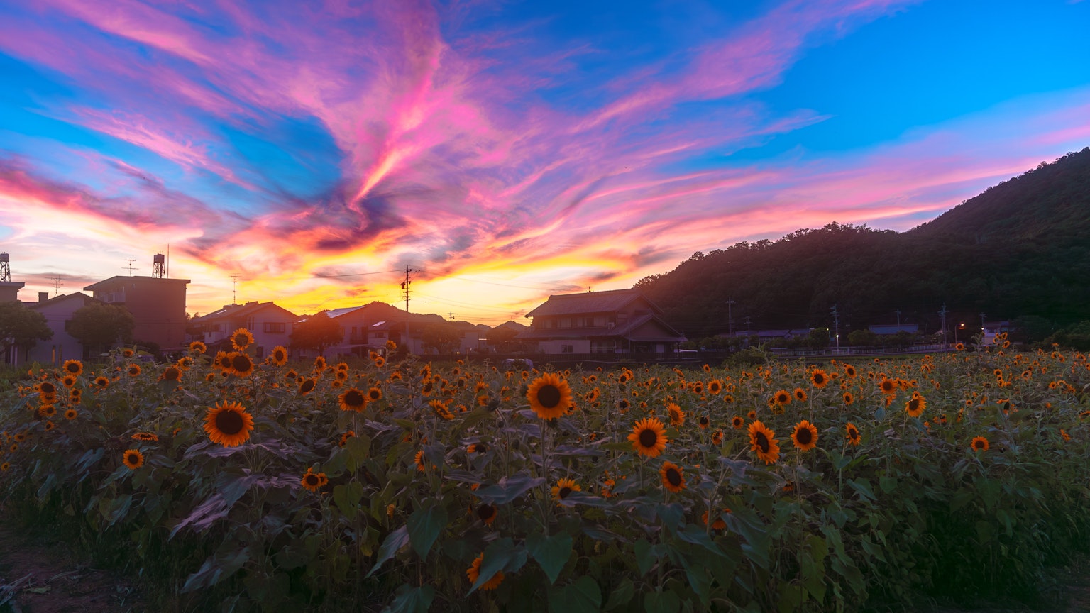 Ladang bunga matahari dengan langit senja yang cerah